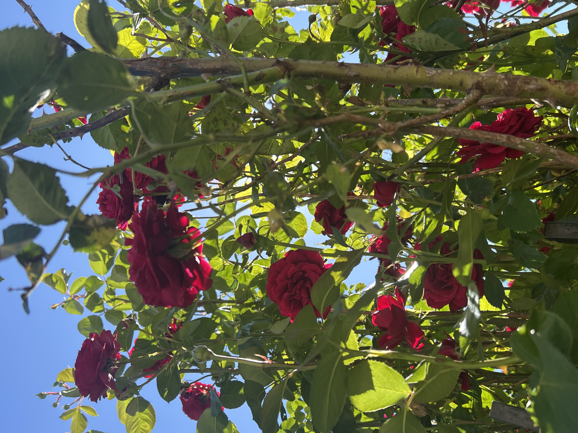 A cluster of deep red roses is captured in a low-angle, close-up shot against a bright blue sky. The roses, with their velvety petals, are in various stages of bloom, with some fully open and others still budding. Lush green leaves surround the flowers, some of which are backlit by the sun, creating a vibrant glow. The image appears to be taken in a garden setting, likely in the city of Ivanivka, Ukraine, given the context. The scene is peaceful and natural, highlighting the beauty of the roses and the clear, sunny weather.