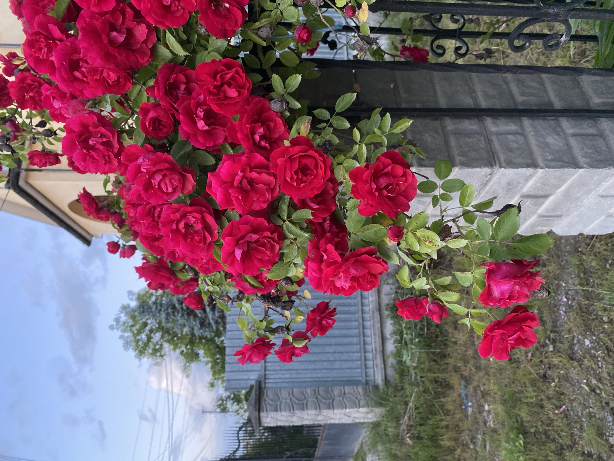A close-up, eye-level shot captures a cluster of vibrant red roses cascading over a gray brick pillar and black wrought-iron fence. The roses, in various stages of bloom, are the dominant subject, with their rich red petals and green leaves filling the foreground and midground. In the background, a light-colored building with arched windows and a blue sky with scattered clouds suggest an outdoor setting. A corrugated metal fence and some trees are visible to the left. The ground appears to be unpaved with some dry grass and debris. The lighting suggests it is late afternoon or early evening.