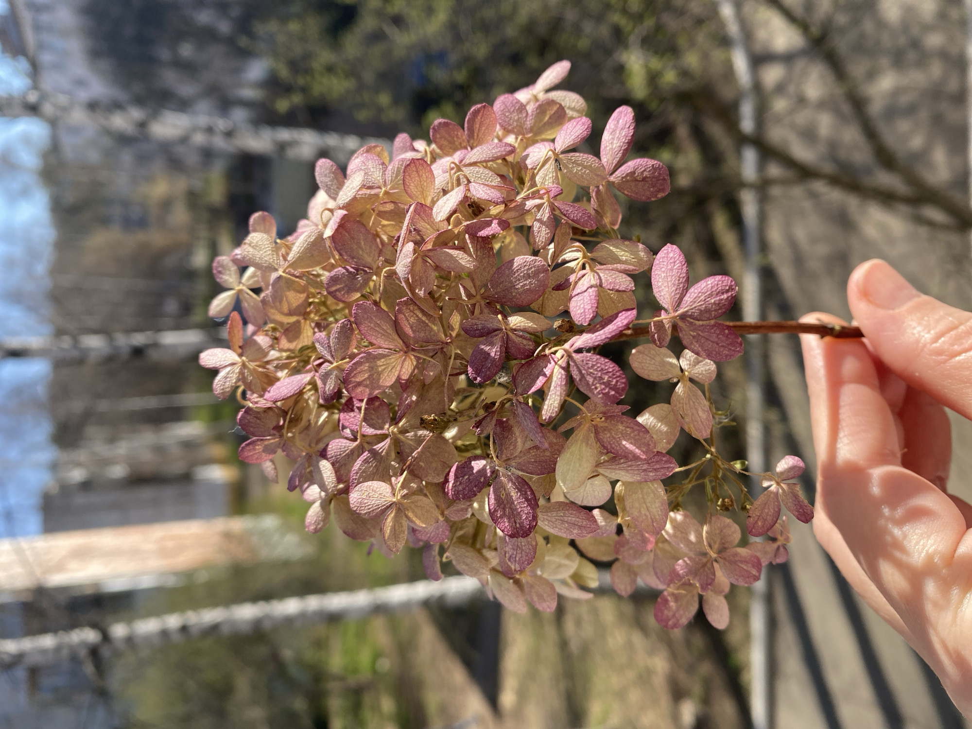The image shows a cluster of dried hydrangea flowers held by a person's hand. The flowers are a mix of pale pink and tan, with visible veining on the petals. The background is blurred, but it appears to be an outdoor urban setting, with elements suggesting a city environment. The location is identified as Chaikovsky, Russia.