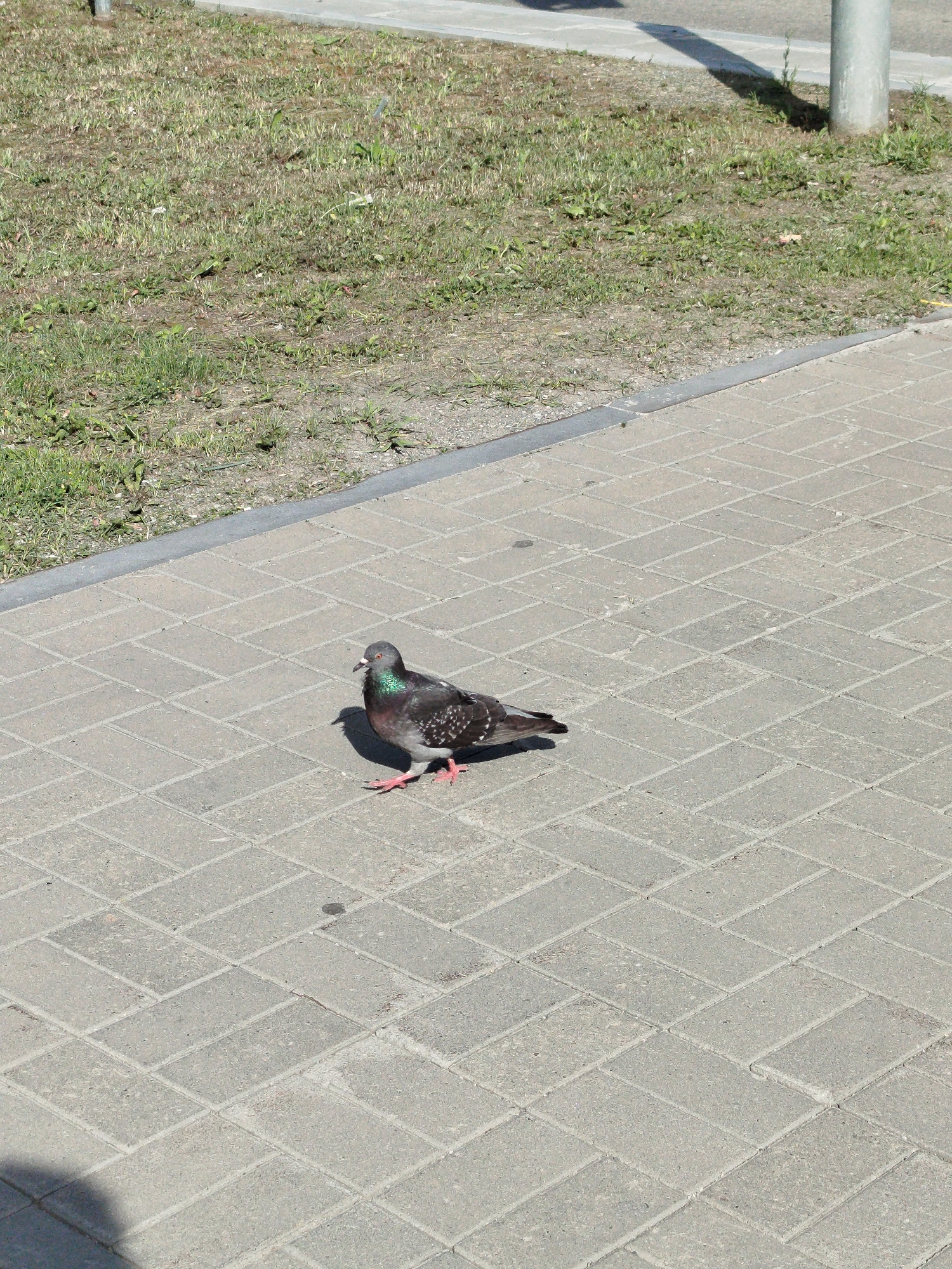 A pigeon stands on a paved walkway next to a grassy area. The pigeon is facing to the left, with its head slightly lowered. Its feathers are a mix of gray, black, and iridescent green and purple on its neck. Its legs are pink. The walkway is made of light gray rectangular pavers laid in a herringbone pattern. The grassy area is dry and sparse, with some weeds and dirt visible. A metal curb separates the walkway from the grass. In the background, a light gray pole casts a shadow on the grass. The scene appears to be an outdoor public space, possibly a park or a street in Yekaterinburg, Russia, judging by the visual characteristics of the environment.
