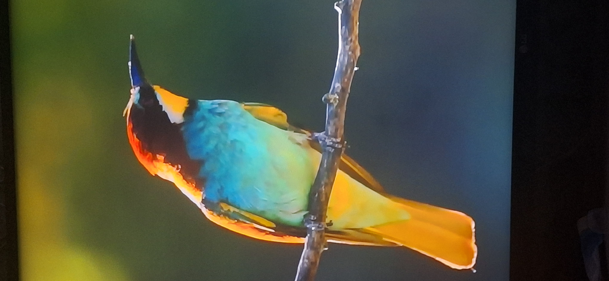 A European bee-eater bird is perched on a thin, rough-textured branch. The bird is facing to the right, with its head turned slightly to look forward. It displays vibrant plumage, with a reddish-brown crown, a bright blue throat, and a yellow belly and tail. The bird's beak is black and pointed. The background is a soft gradient of green and dark blue, suggesting an outdoor natural setting, likely a park or forest. There are no people or any other discernible objects or structures in the immediate vicinity. The overall lighting suggests it is daytime, with sunlight highlighting the bird's colorful feathers. The image does not contain any information that would allow for the identification of its specific location within Bila Tserkva, Ukraine.