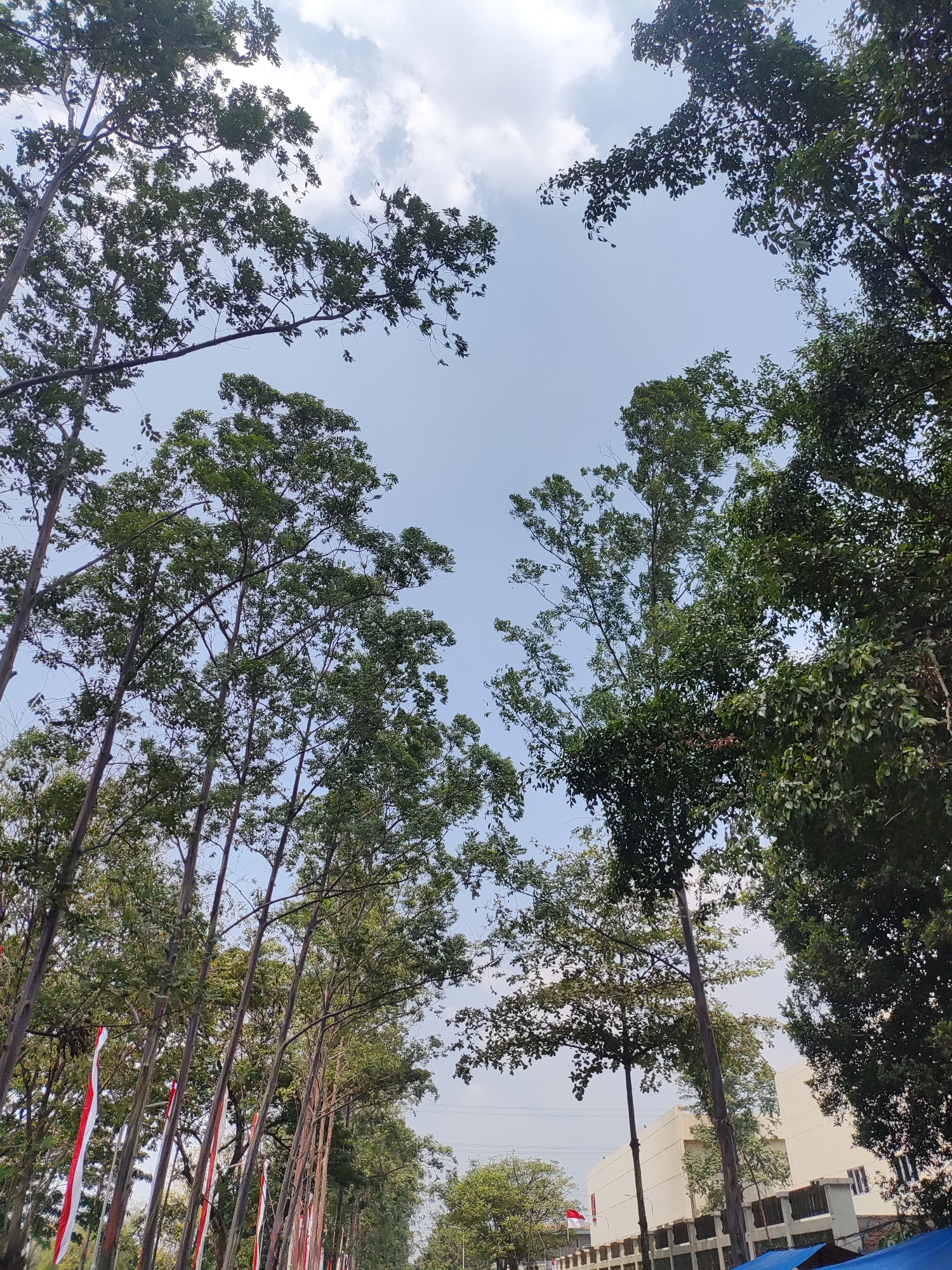 This image captures a view looking upwards through tall trees towards a bright sky with scattered clouds. The trees are dense with green foliage, and some have thin, reddish-brown trunks. In the foreground, a line of trees lines a street, and several red and white flags are visible, suggesting a national celebration or event. In the background, a modern, light-colored building with visible windows and a dark fence are present. The scene appears to be outdoors, likely in a city environment given the building and street. Based on the presence of red and white flags, which are the colors of the Indonesian flag, and the architectural style of the building, this scene is likely located in East Jakarta, Indonesia.