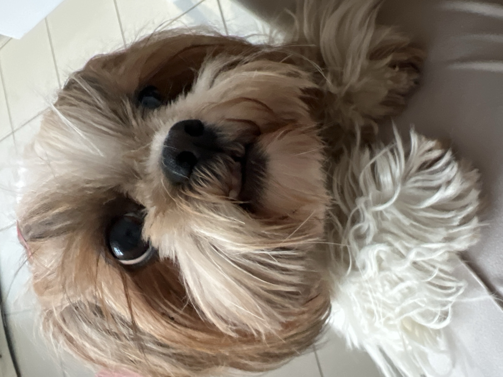 A close-up, eye-level, medium shot captures a fluffy, light brown and white Shih Tzu dog looking directly at the camera. The dog's head is tilted slightly, and its large, dark eyes are prominent. Its snout is dark and wet, with a hint of pinkish gums visible as its mouth is slightly open. A thick mane of white fur encircles the dog's neck, contrasting with the brown and tan fur on its head and body. The background is blurred, suggesting an indoor setting with a light-colored tiled floor visible in the upper left corner and a neutral-colored surface, possibly furniture or clothing, below the dog. There are no discernible landmarks, specific locations, or identifying features that would place this image in Białystok, Poland, or any other specific geographical location. The lighting appears to be natural or ambient indoor light, casting soft shadows.