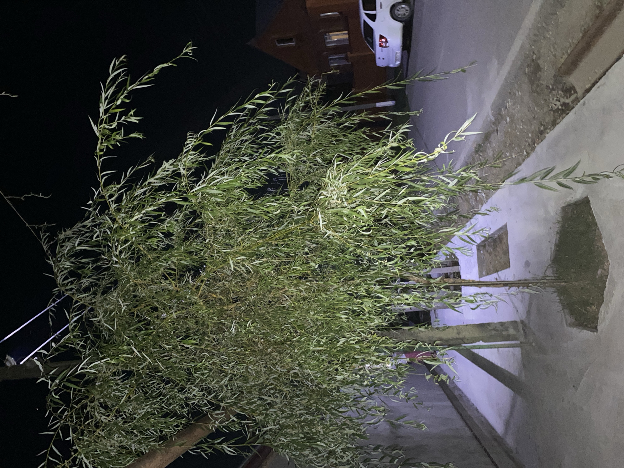 This is a nighttime photograph taken in Alkhan-Kala, Russia, featuring a large weeping willow tree in the foreground. The tree has long, drooping branches covered in slender green leaves, which are illuminated by artificial light, casting shadows on the surrounding concrete walkway. To the right of the tree, a paved street is visible, and a white car is parked on the side. Further in the background, a two-story brick house with illuminated windows is present. The environment appears to be a residential area, possibly a yard or street-side.