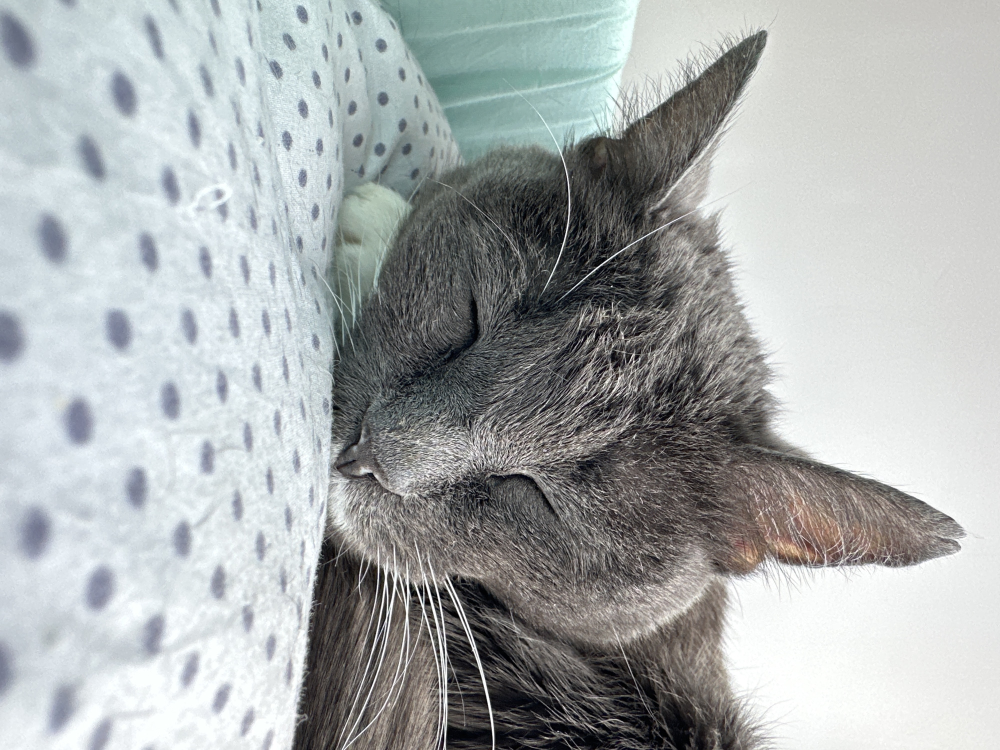 The image shows a close-up of a gray cat sleeping. The cat's head rests against a white fabric with gray polka dots. A small white paw is visible near the cat's face. A piece of light green fabric is behind the cat's head. The cat has closed eyes and long white whiskers.
This image doesn't appear to be taken in a specific outdoor location. Therefore, it's not possible to provide information about the city of Kokshetau, Kazakhstan.