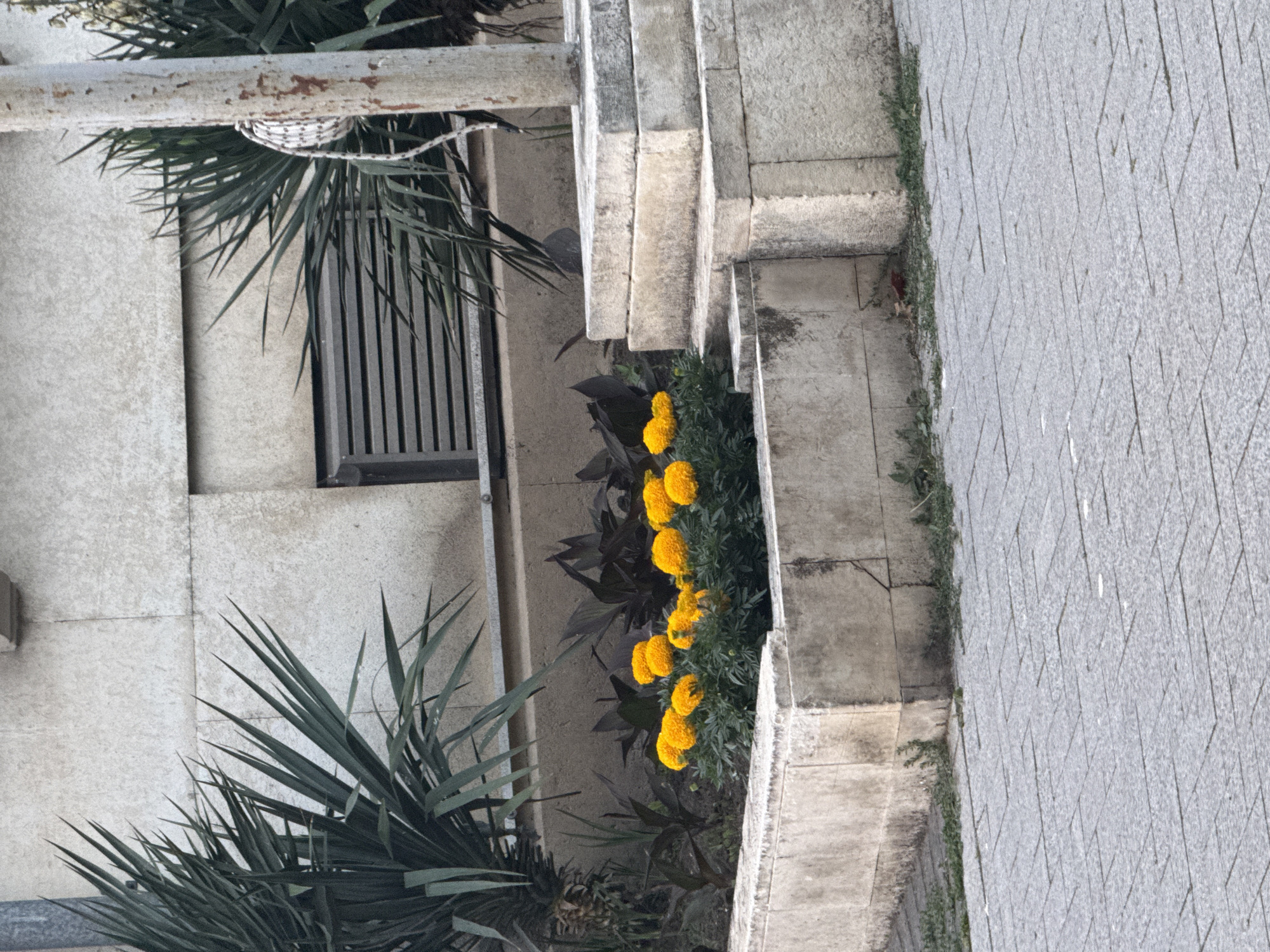 A small flower bed filled with bright yellow marigolds is situated in front of a building with a rough, textured beige facade. Tall, spiky green plants flank the flower bed on either side. To the right of the flower bed, a stone structure with tiered levels rises, adjacent to a metal pole with a white, woven object hanging from it. The ground in the foreground is paved with light gray interlocking tiles, and a few sparse weeds are visible growing around the base of the stone structure and along the edge of the flower bed. The image appears to be taken outdoors in an urban setting.