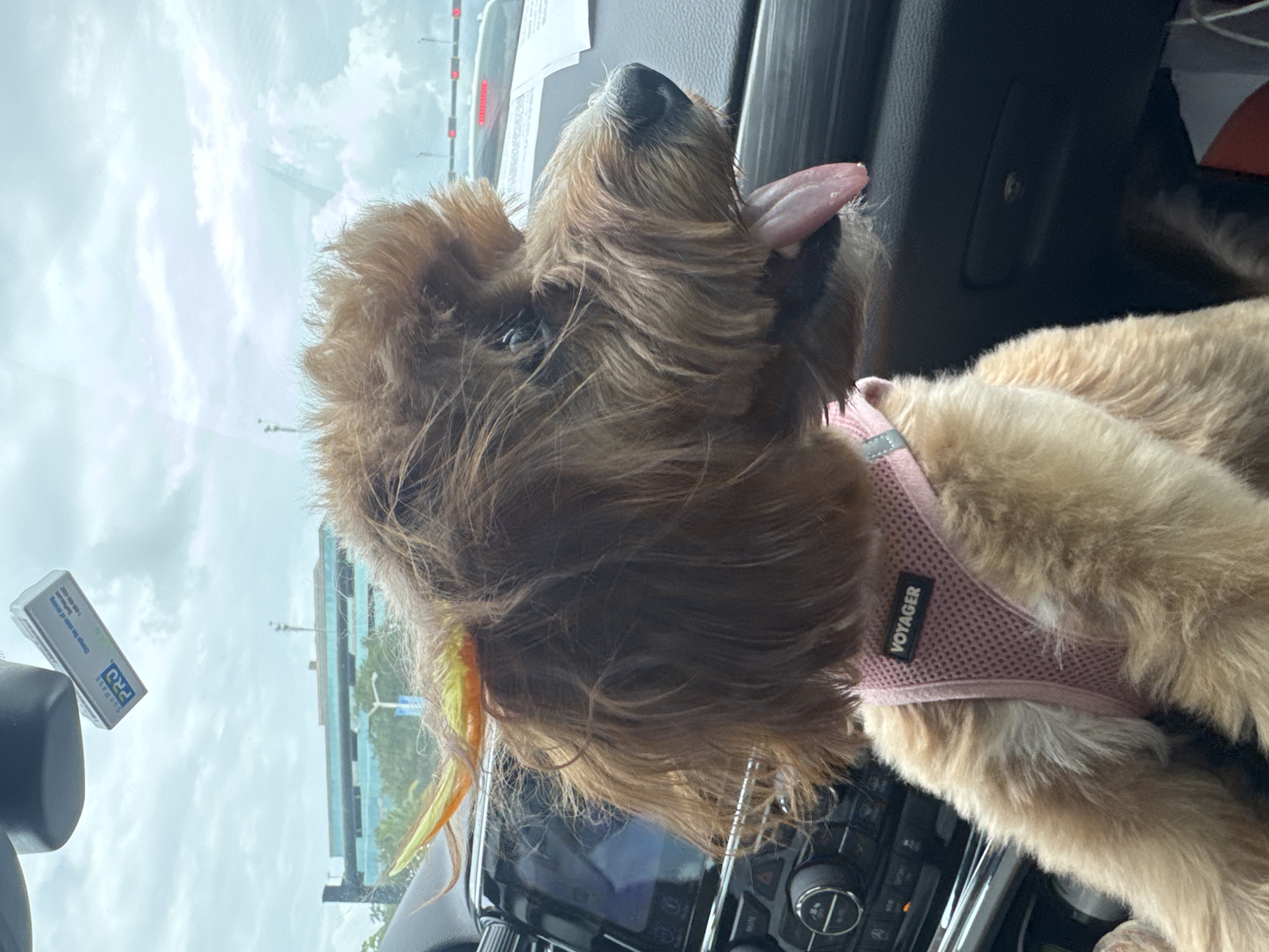An adorable, fluffy, light brown dog with wavy fur, wearing a pink mesh harness labeled "VOYAGER", sits in the driver's seat of a car. The dog is looking out the window to the right, with its tongue hanging out, panting. Colorful feathers are attached to the dog's head. The interior of the car is visible, including the dashboard with a radio and a GPS screen. Outside the car, there is a cloudy sky and a building with a blue facade. The car appears to be in traffic.