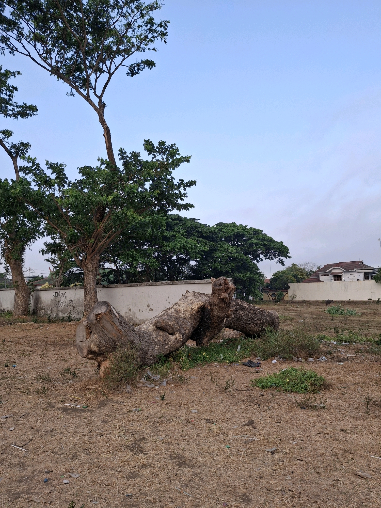 An outdoor scene captures a downed tree trunk lying on dry, brown earth in Lumajang, Indonesia. The trunk is thick and appears to have been cut, with its bark weathered and rough. Several branches are attached to the trunk, some broken and jagged. Sparse green vegetation grows around the trunk and in the surrounding dry grass. In the background, a white wall runs horizontally across the scene, with graffiti scrawled on its surface. Behind the wall, a residential building with a red tile roof is visible. The sky above is a clear, pale blue with a few wispy clouds. The overall impression is one of a cleared or undeveloped plot of land with remnants of a large tree.