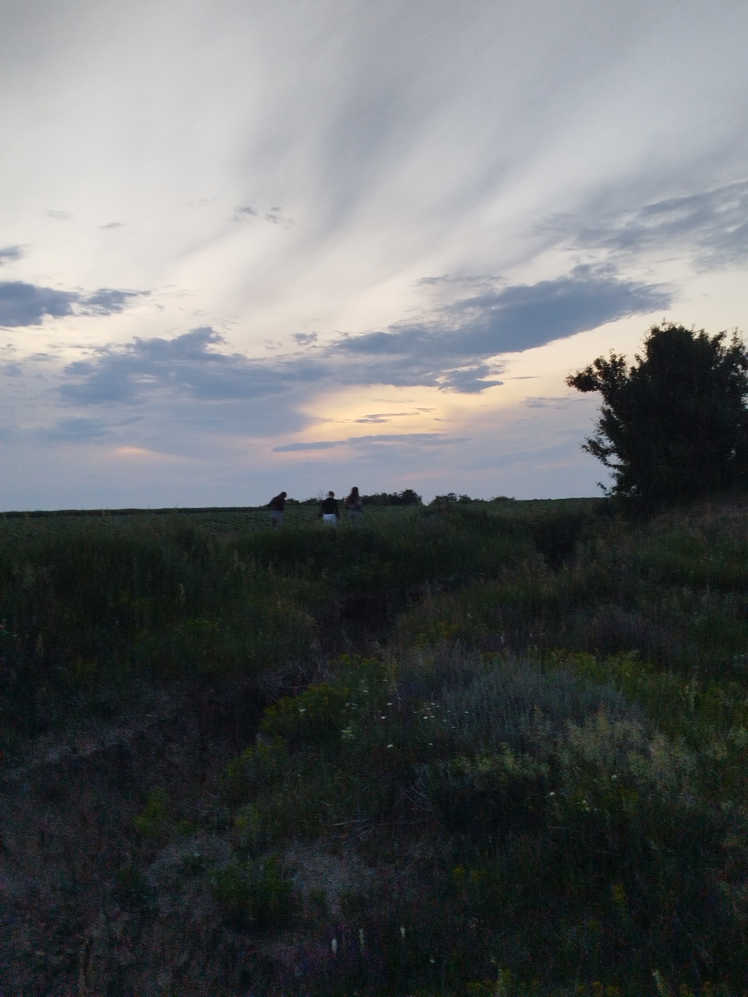 The image depicts an outdoor landscape in Ustyvytsia, Ukraine, observed during the evening or at dusk. The sky occupies the upper portion, featuring a mix of stratocumulus and cirrus clouds in shades of gray, white, and light blue. A faint yellowish-orange glow, consistent with a setting sun, is visible low on the horizon towards the right side.
The midground consists of a flat, vegetated field or open area. Three distinct human figures are visible in this area, silhouetted against the lighter horizon and sky.
- The leftmost figure appears to be standing or slightly bent, wearing light-colored clothing on the upper body and dark pants.
- A second figure, positioned centrally, is less distinct but also appears to be standing or engaged in a similar posture.
- The rightmost distinct figure stands more upright, wearing a light-colored top and dark bottoms.
A fourth, partially obscured figure may be present further right, near a large, dark, bushy tree with dense foliage that stands silhouetted against the sky on the far right of the frame. The individuals are spread out across the midground.
The foreground is significantly darker and features dense, low-lying vegetation consistent with an overgrown field or a natural ditch/ravine. The vegetation comprises various grasses, weeds, and small bushes in dark green and brown hues. Some faint lighter spots, possibly small flowers or dry plant matter, are sparsely distributed within the dense foliage. The ground in the immediate foreground appears uneven.