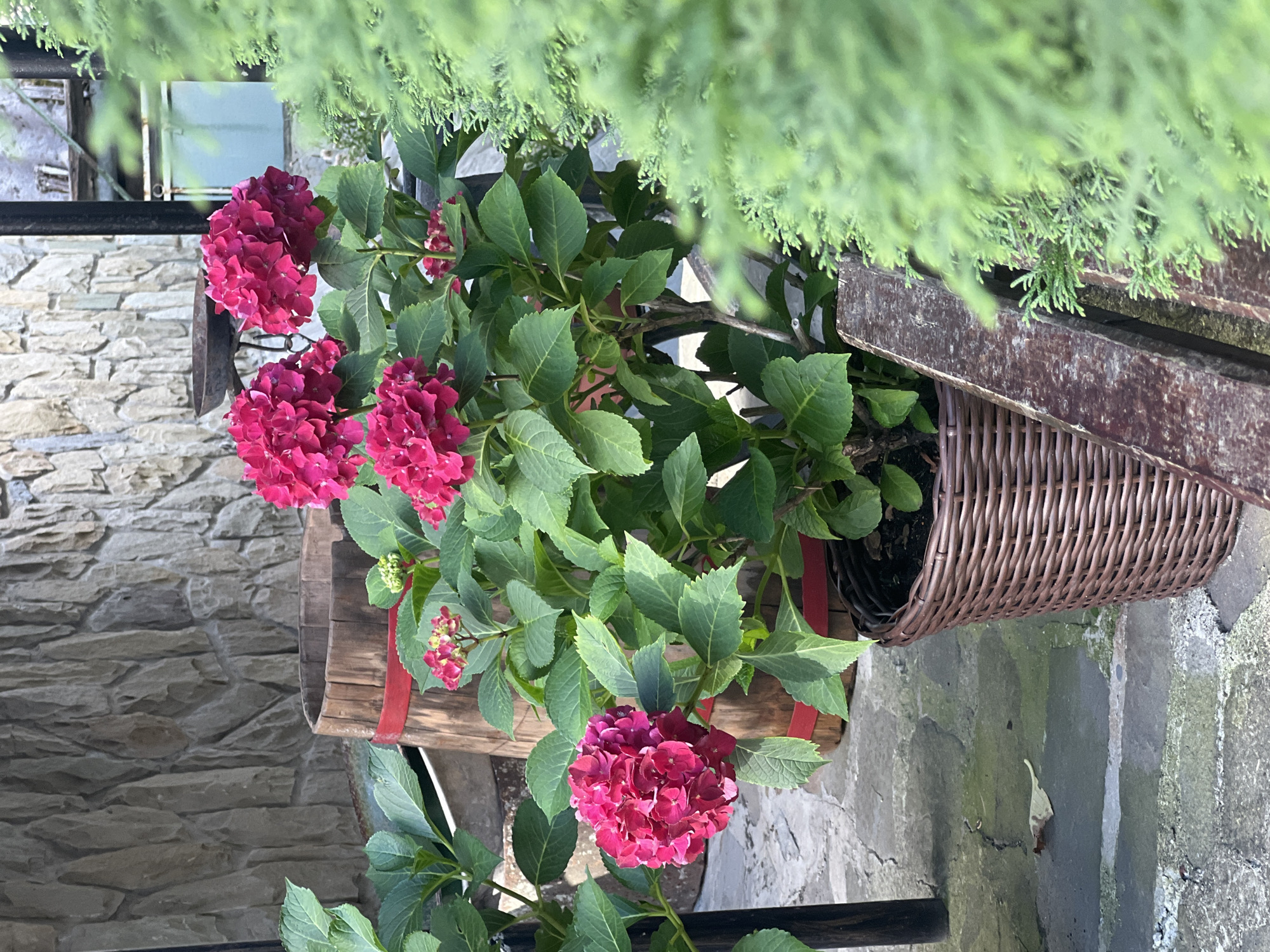 The image captures a close-up view of a vibrant pink hydrangea bush planted in a brown woven pot. The bush has large, full blooms and lush green leaves. In the background, a rustic wooden barrel with a red band is visible, leaning against a textured stone wall. The ground appears to be paved with irregular stone slabs. To the right of the hydrangea, a blurry green evergreen bush creates a soft, out-of-focus foreground element. The scene suggests an outdoor setting, possibly a courtyard or garden area in Yaremche, Ukraine, with a focus on the natural beauty of the plant and its rustic surroundings. There are no people or animals in the image.