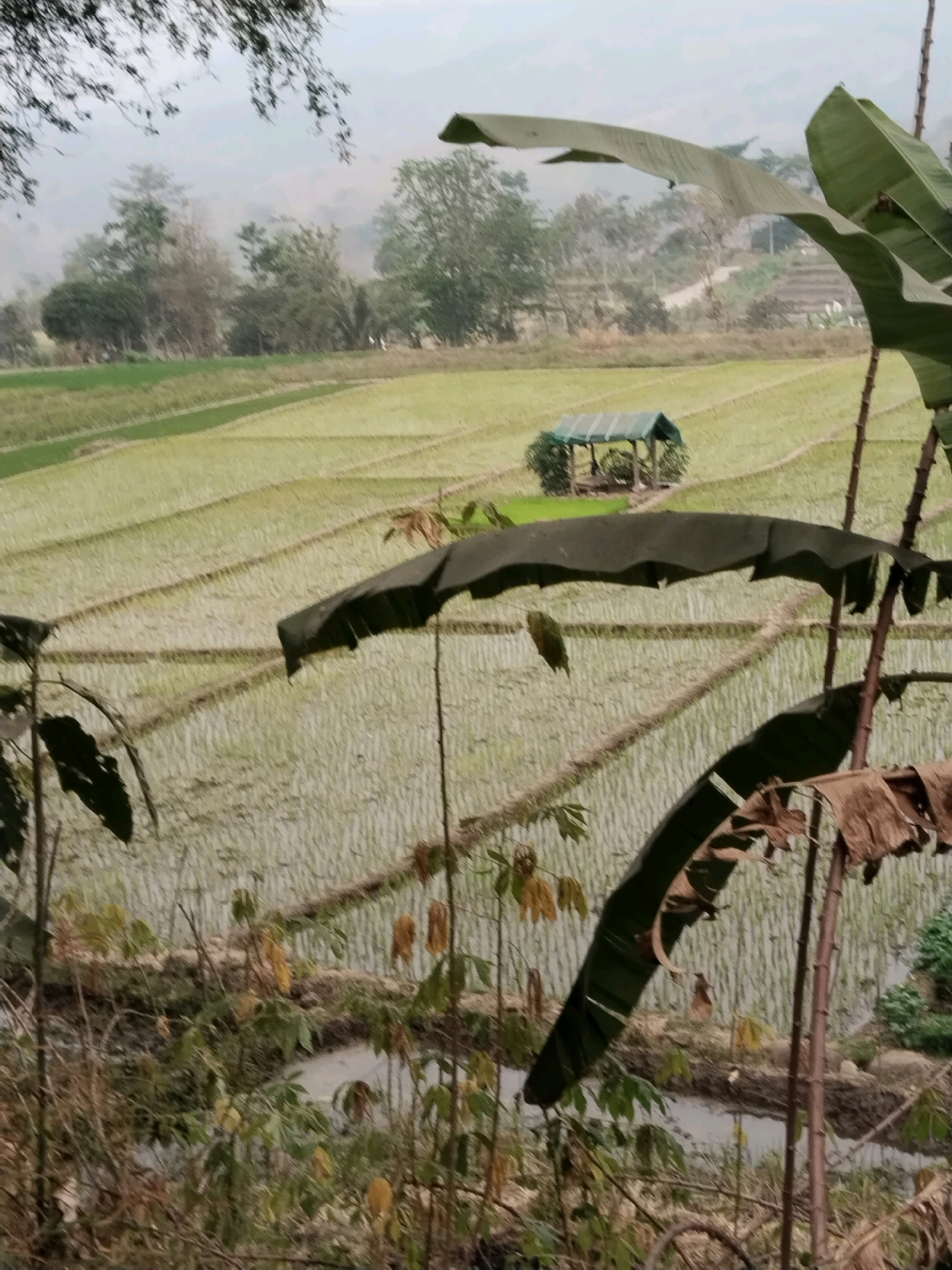 In Danawarih, Indonesia, a serene landscape unfolds, dominated by tiered rice paddies. The fields, illuminated by a soft, diffused light, display a vibrant green hue, suggesting a young crop. A small, covered shelter with a green roof sits nestled amidst the paddies, offering a potential resting spot for farmers. In the foreground, lush vegetation, including large, broad leaves and thin branches, partially obscures the view, adding depth and a naturalistic feel to the scene. The overall impression is one of tranquility and the harmonious coexistence of agriculture and nature.