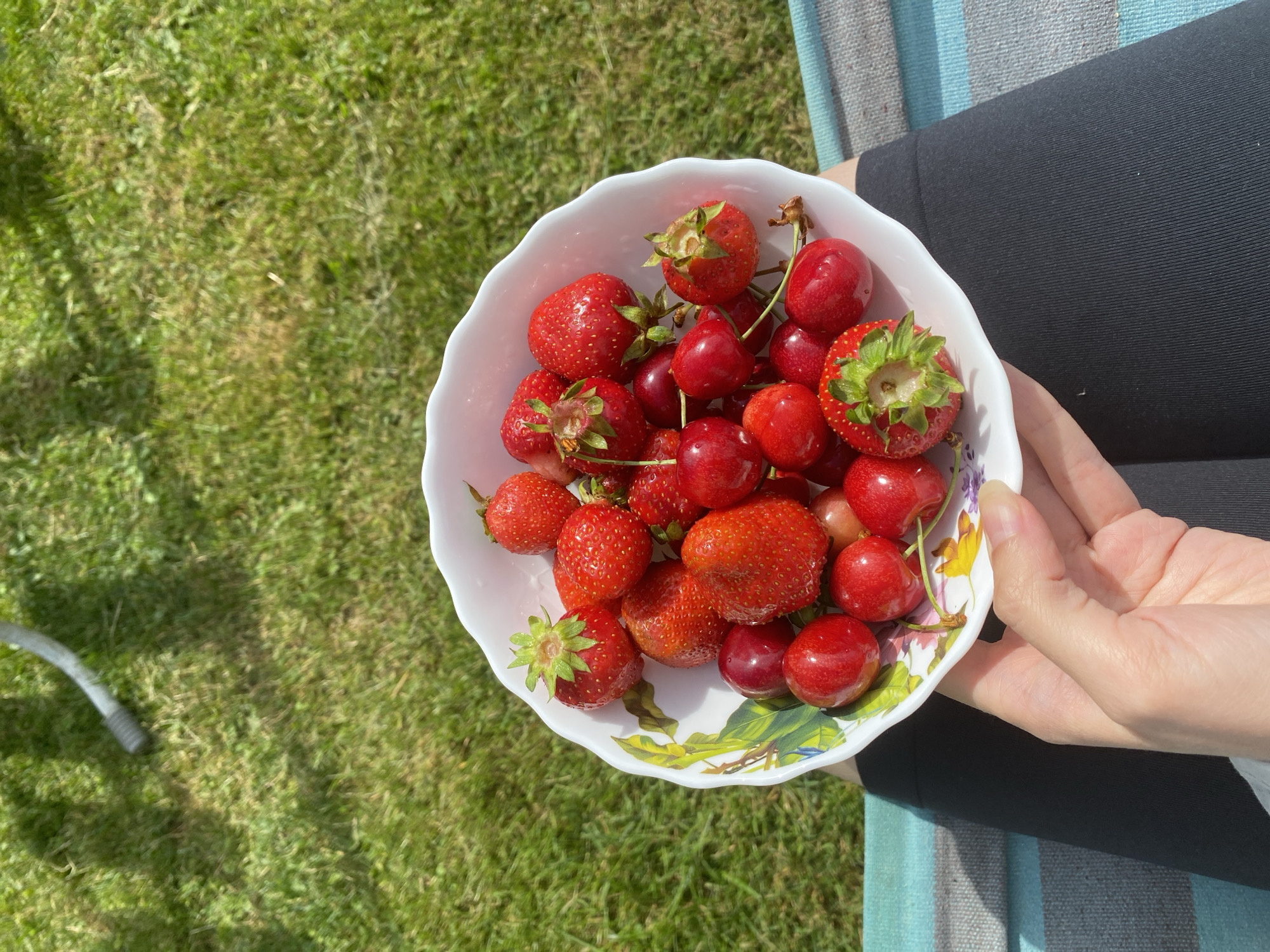 A person's hand holds a white, scalloped bowl filled with strawberries and cherries. The bowl is positioned over the person's lap, which is covered by black leggings and a striped blanket. The background consists of green grass with a gray hose visible in the upper left corner. The scene is lit by sunlight, casting shadows.