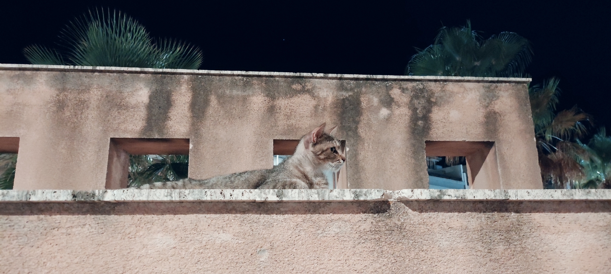 A tabby cat with striped fur is lying on a textured concrete ledge of a building at night. The cat is facing to the right, with its body mostly stretched out. Behind the cat, the building has two square openings. Palm fronds are visible against the dark night sky in the background. The building appears to be a light brown or beige color with some weathering. The scene is located in San Vito Lo Capo, Italy, as indicated by the presence of palm trees characteristic of the region.