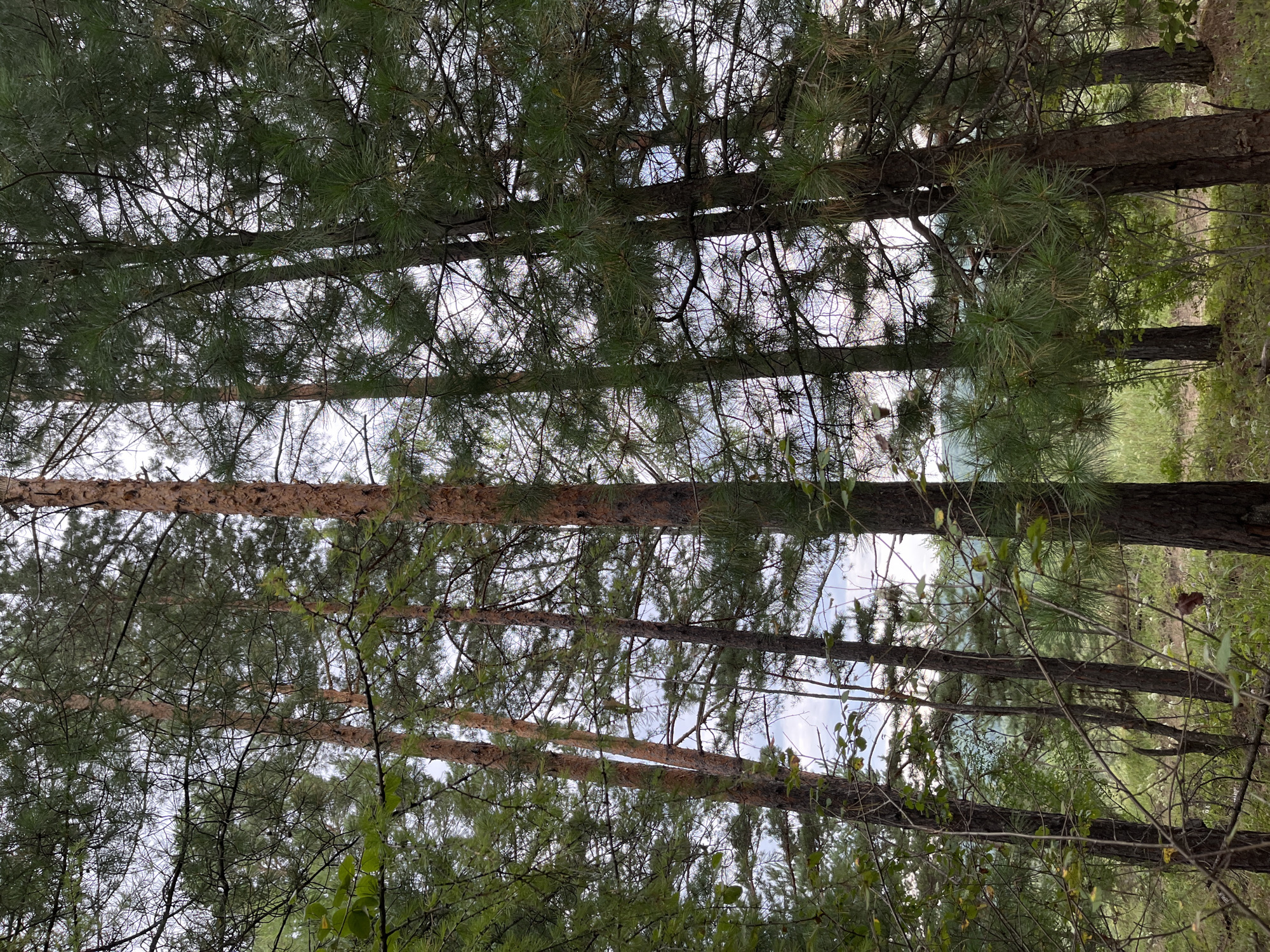 This is a vertical, eye-level, full-shot photograph of a stand of pine trees. The trees are tall and slender with rough, brown bark. Their green needles are dense, creating a canopy that obscures much of the sky. The ground is covered with a mix of grass, fallen pine needles, and small twigs. In the distance, there are more trees and a rolling, green landscape. The sky is overcast and pale. The scene appears to be a natural environment, possibly a forest or park. There are no people or animals visible in the image.
