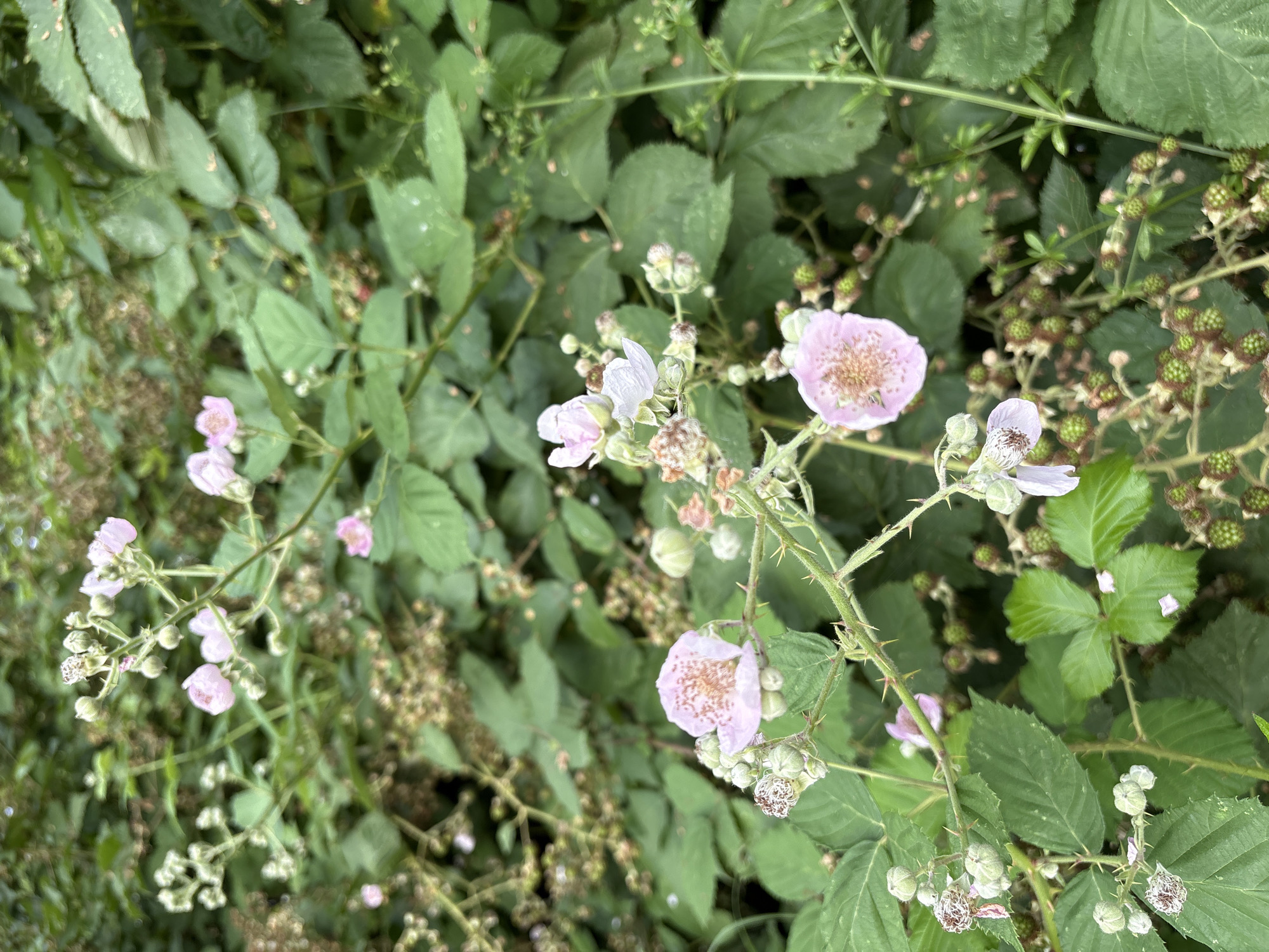 A close-up, eye-level, vertical shot showcases a blackberry bush with pink flowers, green leaves, and unripe berries. The foliage is dense, with some leaves slightly blurred due to shallow depth of field. Several delicate pink blackberry flowers, some with brown centers and others fully bloomed, are visible. Small, immature green berries are scattered throughout the branches, along with some buds and spent flower heads. The thorny stems are clearly depicted. The background is a soft blur of green leaves and branches, suggesting an outdoor, natural setting.