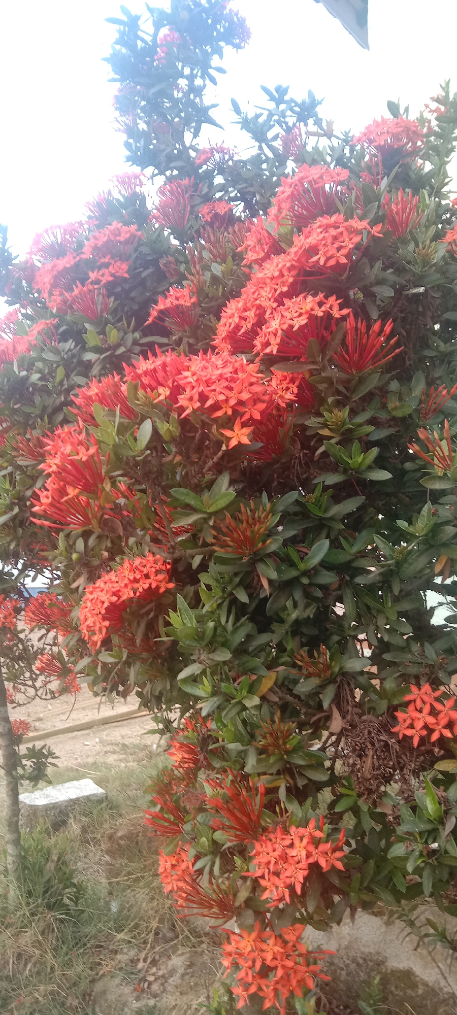 The image depicts a dense cluster of vibrant red ixora flowers and their dark green foliage. The flowers are in various stages of bloom, with many forming tight buds and others fully open into star-shaped clusters. The scene is likely outdoors, suggested by the natural lighting and the presence of dry grass and a weathered stone object in the foreground, possibly a marker or a step. The background is out of focus but appears to be an outdoor environment, possibly a park or a garden area within a city. The overall impression is of a well-established flowering shrub. Without specific landmarks or contextual cues within the image, pinpointing the exact location within Utama Jaya Mataram, Indonesia, is not possible from the visual information alone.