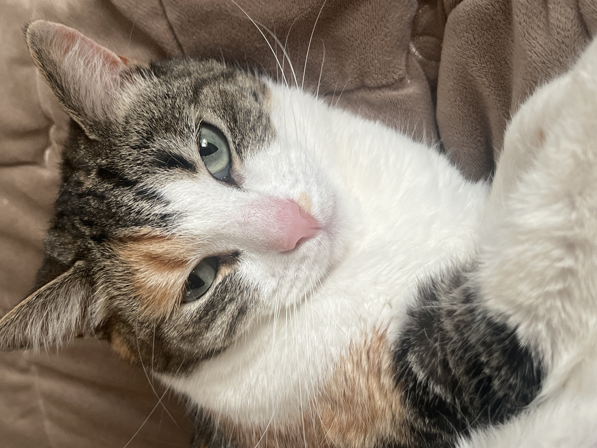 A close-up, eye-level, medium shot captures a calico cat with green eyes and a pink nose lying on a brown, fuzzy blanket. The cat's face is the primary focus, with its fur displaying patches of white, brown, black, and orange. The background consists of the blurred brown blanket, suggesting an indoor, domestic setting. No specific location in Kolpino, Russia, is identifiable from the image.