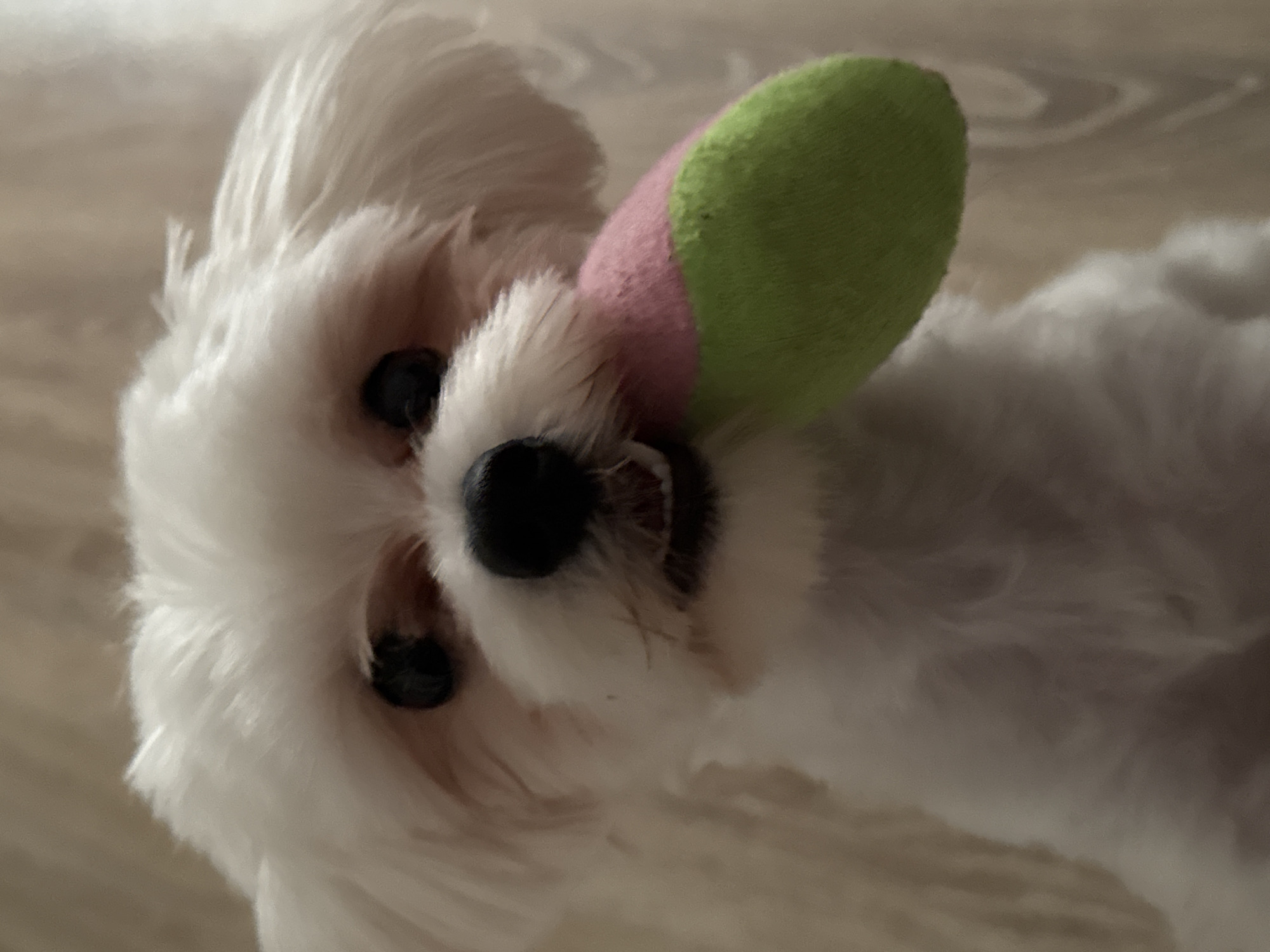 A close-up, head-on shot shows a white Maltese dog holding a pink and green chew toy in its mouth. The dog's fur is fluffy and slightly disheveled. Its dark eyes are visible, and its mouth is slightly open, revealing its teeth and the toy. The background appears to be a light-colored wooden surface, possibly a floor or wall. The image was taken in Mikhaylovsk, Russia.