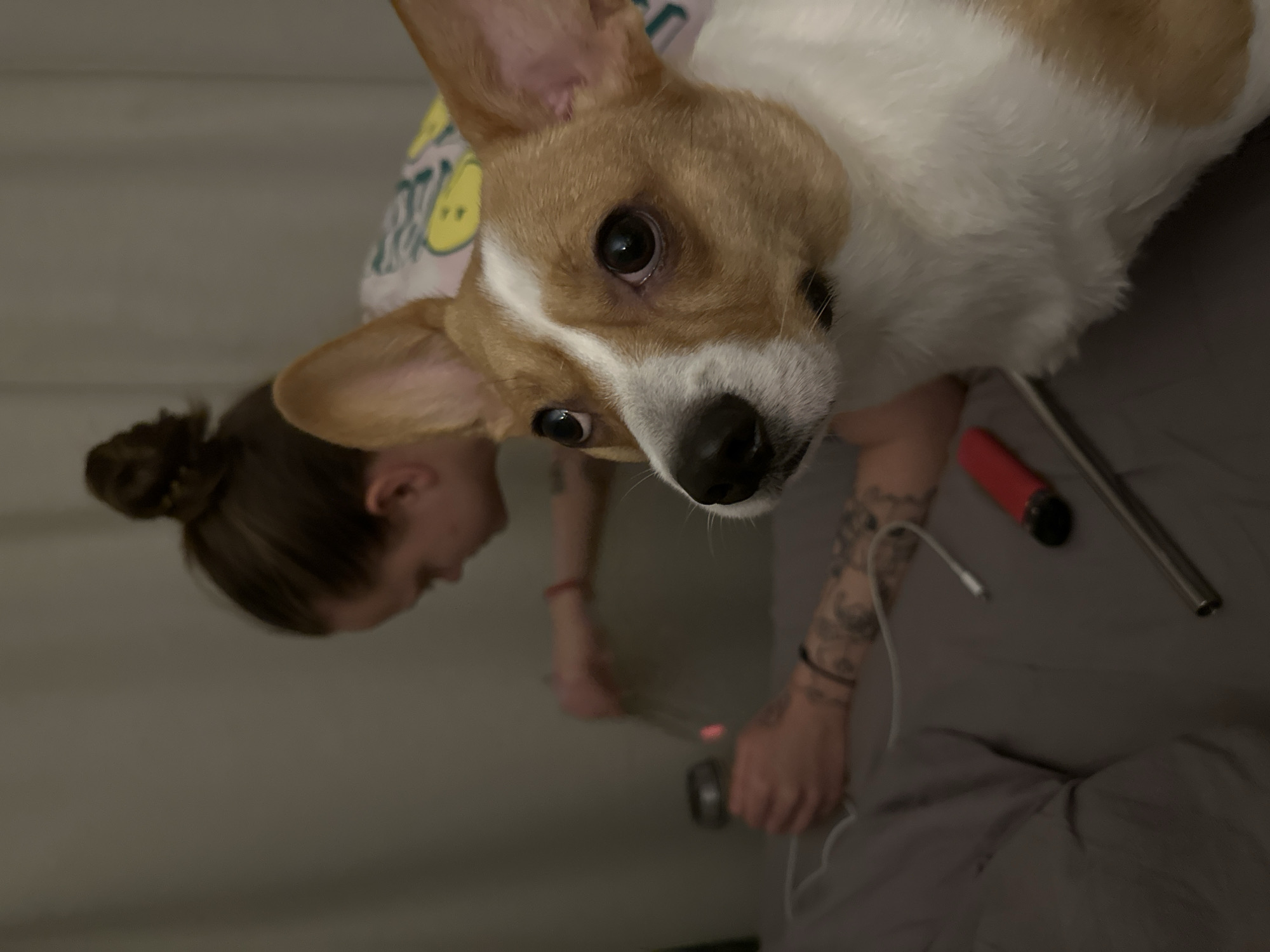 A low-angle indoor shot depicts a corgi dog's face close to the camera, with a blurred human figure in the background. The dog has a tan and white coat and a dark nose. The person has their hair in a bun and is holding a silver and red object. A tattooed arm is visible near the bottom right of the frame. The background is a combination of grey fabric and a light-colored wall. The setting is difficult to discern the location due to the limited context. There is no visible evidence indicating the location is in Moscow, Russia.