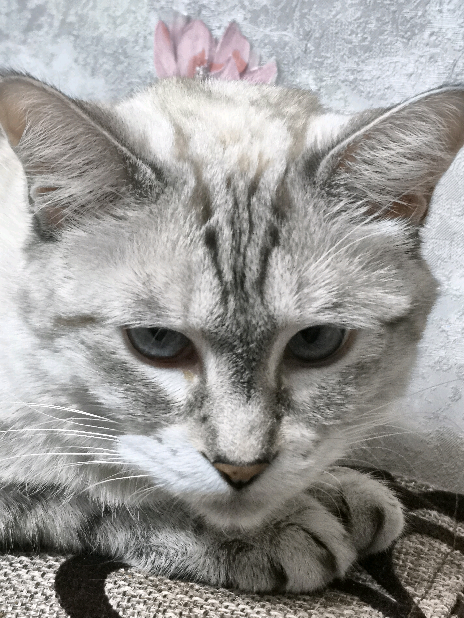 A close-up shot focuses on the face of a light-colored cat with gray tabby markings. The cat has blue eyes and is resting its head on a textured surface, possibly a blanket or pillow. In the background, a blurred image of light pink flowers is visible against a textured, light gray wall. The scene is indoor and there is no indication of the cat's specific location within Tashkent, Uzbekistan.