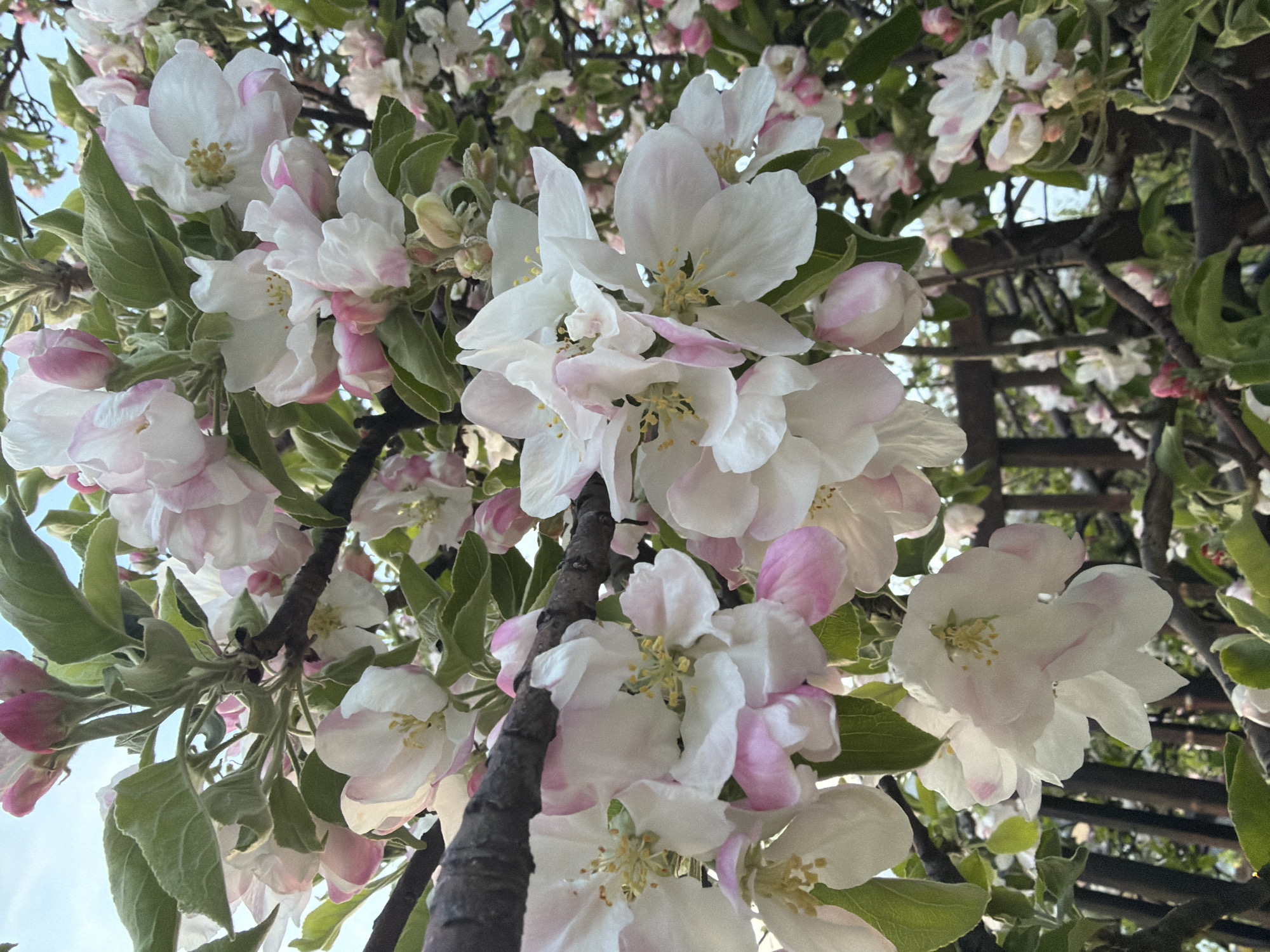 A close-up shot of apple blossoms with white and pink petals and green leaves on a tree branch. The background is out of focus, showing a glimpse of the sky and a wooden structure. The photo does not provide information to verify the location is Sofia, Bulgaria. There are no people visible in the image.