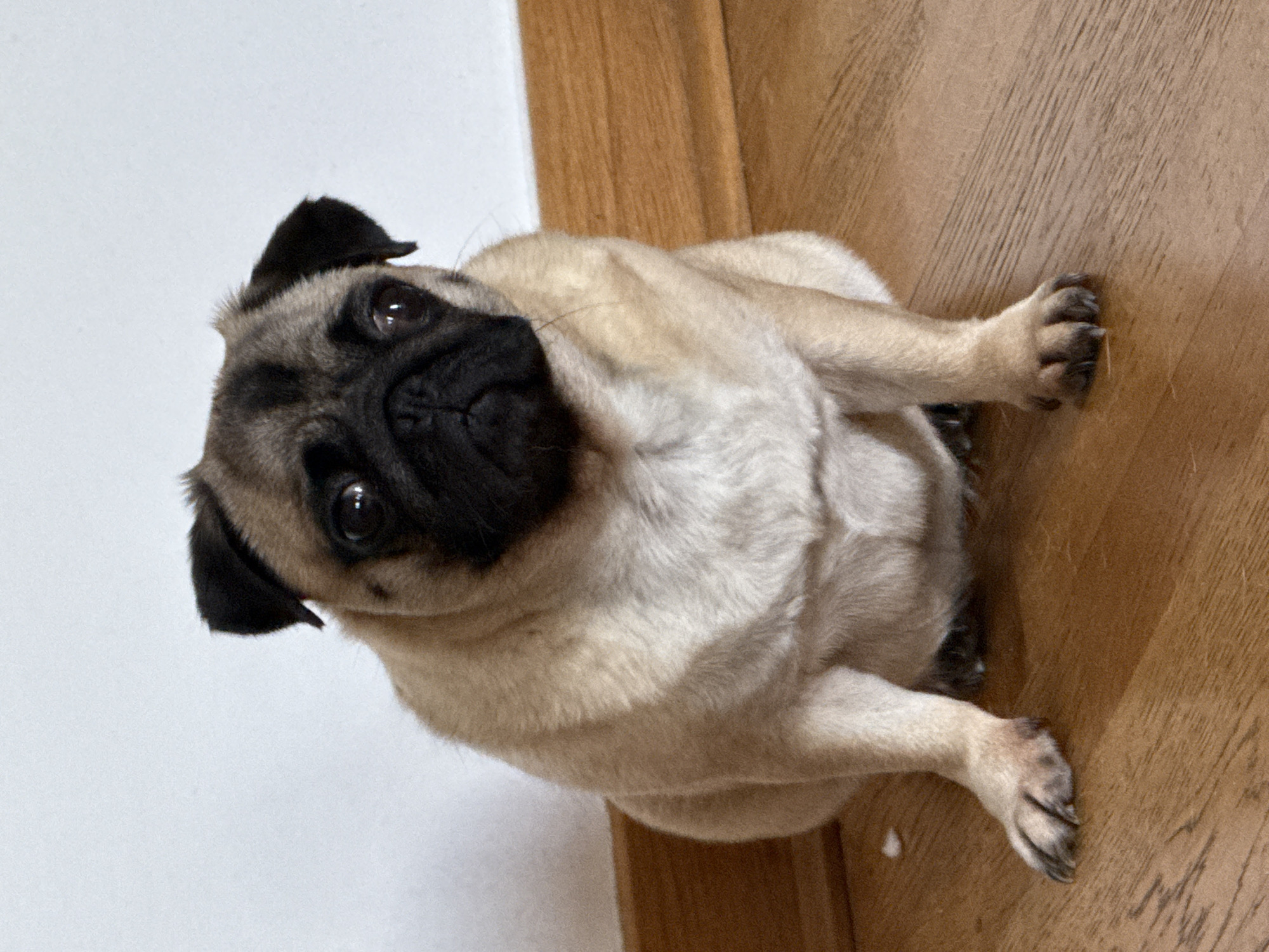 A fawn pug is sitting on a polished wooden floor. The dog is facing forward, with its head slightly tilted to the right. Its large, dark eyes are looking directly at the camera. The pug's black mask is prominent, covering its nose and extending up to its forehead. Its ears are small and black, folded over the top of its head. The dog's body is rounded and appears to be plump. The floor is made of wooden planks with a warm, reddish-brown hue. In the background, a white wall meets the floor at a wooden baseboard. There is a faint shadow cast on the floor to the right of the dog. The lighting suggests an indoor setting with natural light coming from an unseen source.