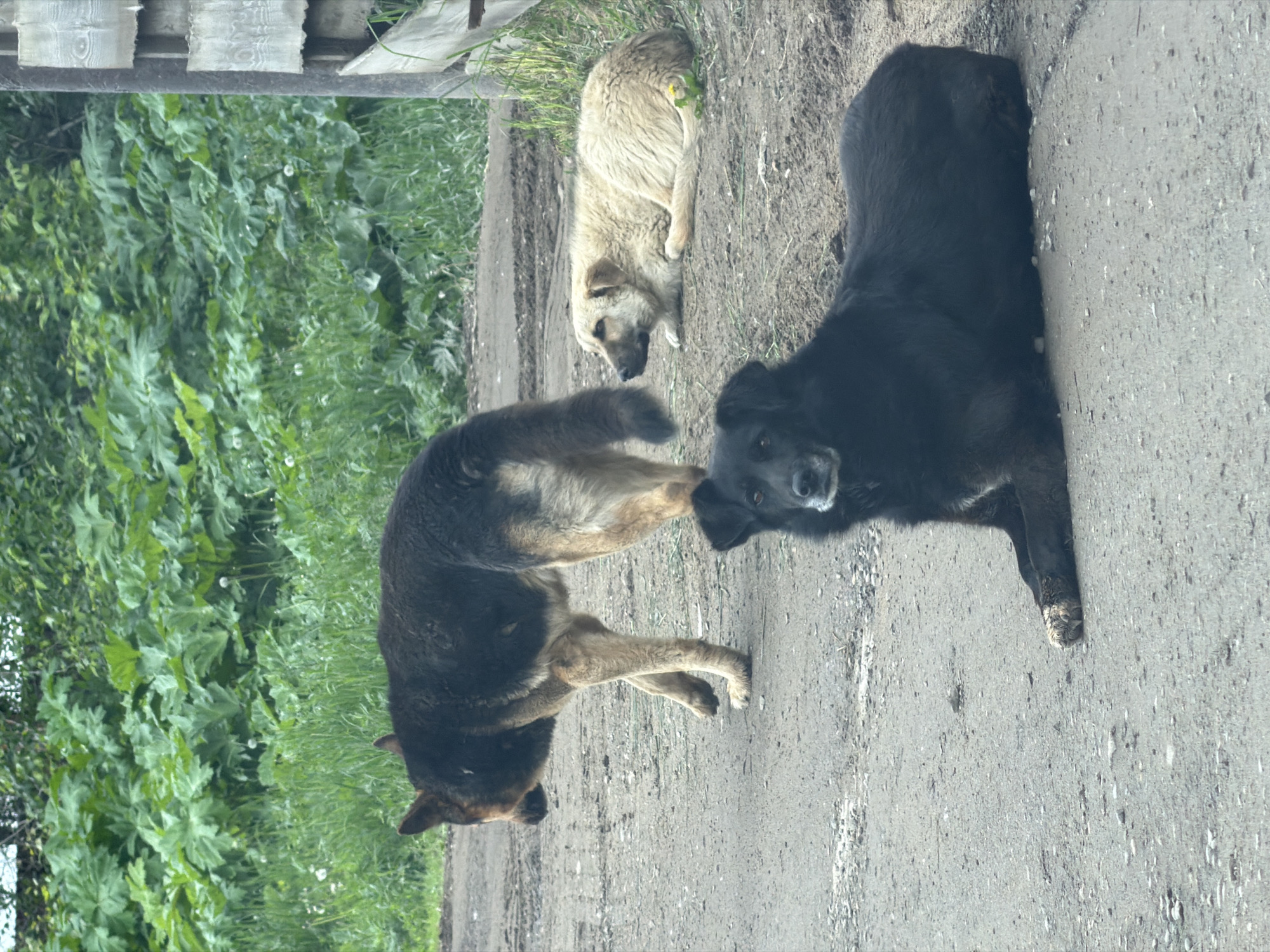 The image depicts three dogs on a dirt road in Chaikovsky, Russia, against a backdrop of dense green vegetation. In the foreground, a black, medium-large dog lies on the road, facing the viewer directly, with its front paws extended and a visible light-colored patch on its left front paw. In the mid-ground to the left, a tan and black dog, consistent with a German Shepherd type, stands on the road, facing away from the viewer and looking towards its left. Further back and to the right, a light-beige or cream-colored dog lies curled on a dirt patch beside the road, facing left toward the standing dog. The background features a wall of lush green foliage, including large-leafed plants and tall grass. A weathered wooden fence post is visible vertically along the right edge of the frame. The road surface is composed of packed dirt and gravel.
