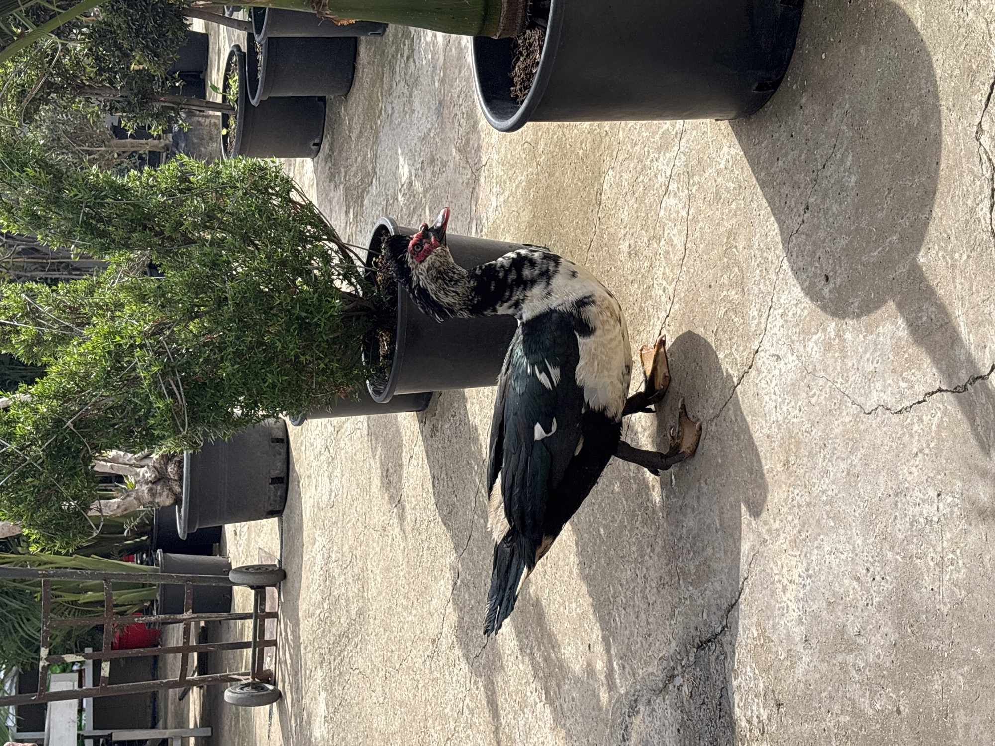 A black and white Muscovy duck stands next to a row of potted plants. The plants and duck sit on a concrete surface. A cart with wheels is visible near the plants. The location is unknown; the mention of Tel-Aviv, Israel is unsupported by the image.