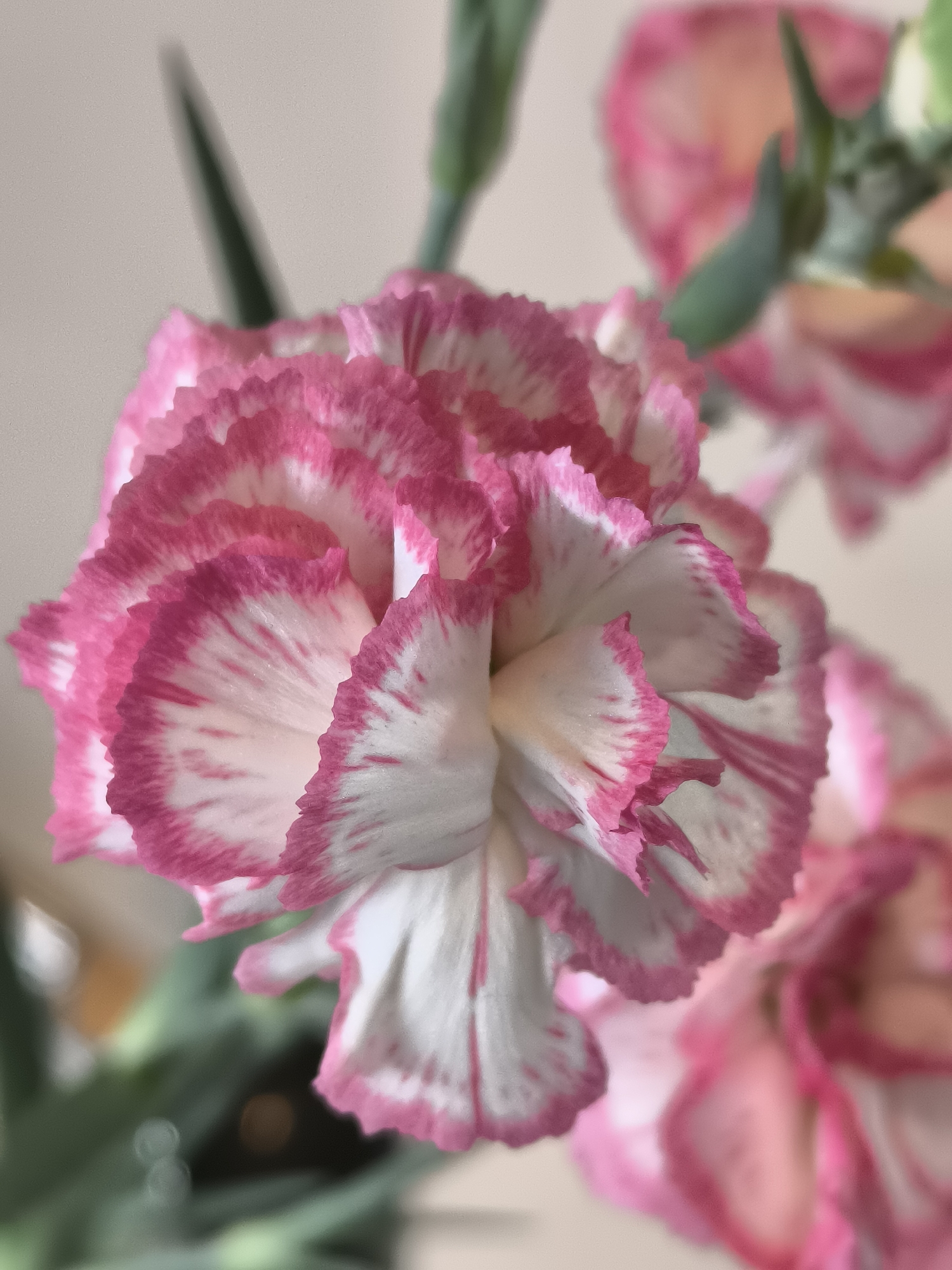 A close-up shot captures a cluster of pink and white carnation flowers in soft focus. The main subject is a fully bloomed carnation with ruffled petals, predominantly white with pink edges. Veins of pink extend inward from the edges toward the flower's center. Behind the central flower, slightly blurred, are additional carnations in similar pink and white coloration, and a few green stems and leaves are visible. The background is a soft, neutral color. There's no indication this image was taken in Castricum, Netherlands. No people are visible.