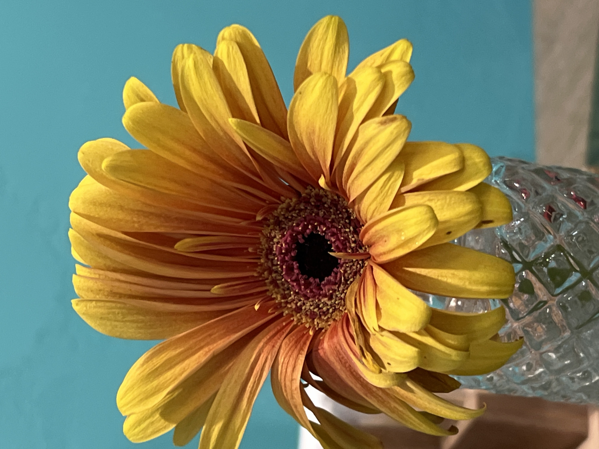 A close-up, eye-level shot captures a vibrant yellow gerbera daisy with hints of orange at its tips, presented in a clear, textured glass vase. The flower's center is a deep, dark purple, almost black, with subtle radiating red hues. The petals, with their delicate, elongated shapes, are slightly curled and appear to be illuminated by natural light, casting soft shadows. The background is a solid, bright teal color, providing a stark contrast that makes the flower pop. The base of the vase, with its intricate diamond-like pattern, is visible at the bottom of the frame. A hint of a wooden surface or object is present to the left of the vase. The image lacks any contextual cues suggesting a specific location in Moscow, Russia, or any indication of human activity.
