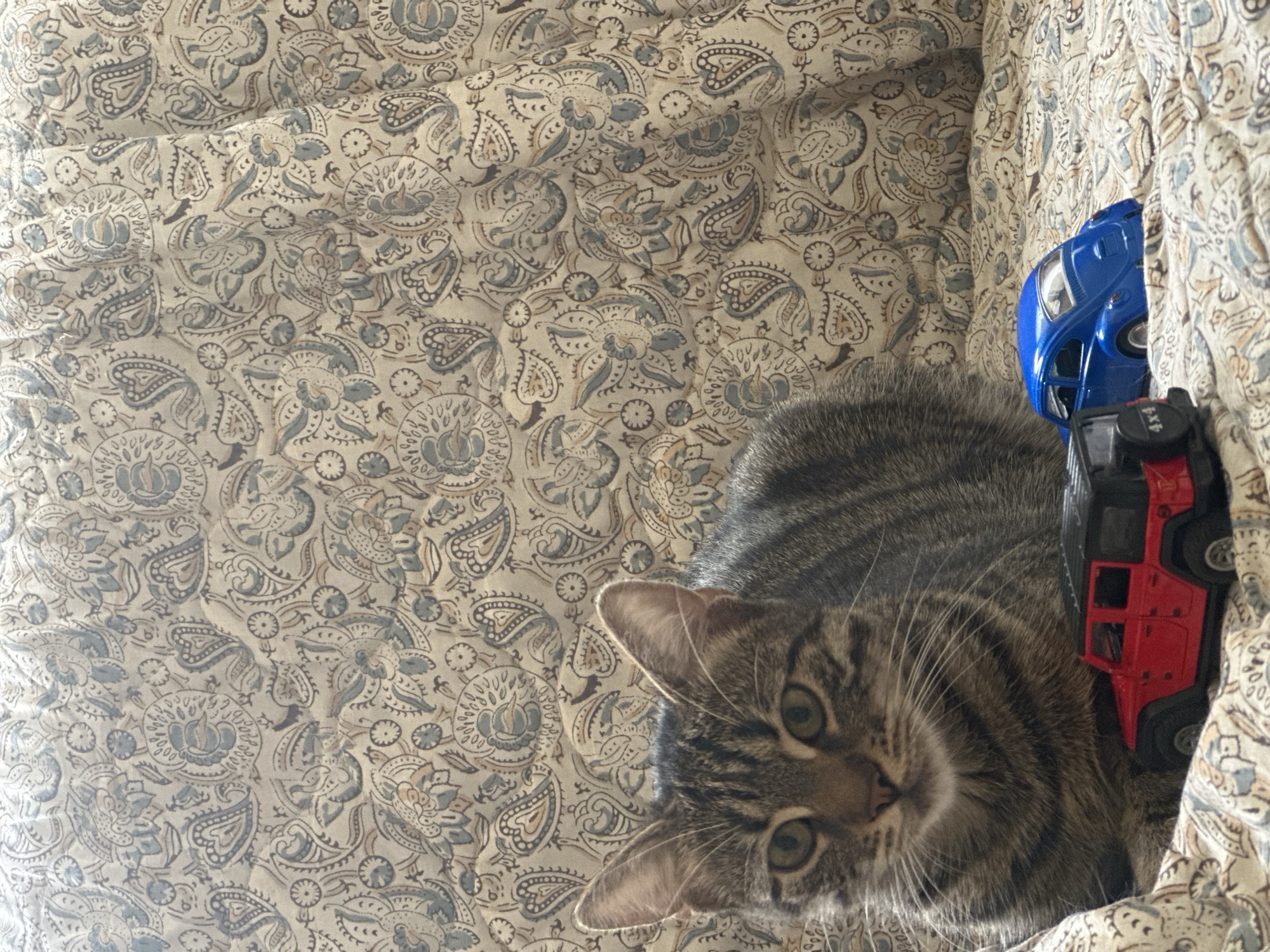 In Sofia, Bulgaria, a tabby cat is lying on a patterned quilt, facing the camera. In front of the cat are two toy cars: a red Jeep Wrangler and a blue Volkswagen Beetle. The background consists of the quilt with a paisly pattern in shades of cream, blue, and beige.