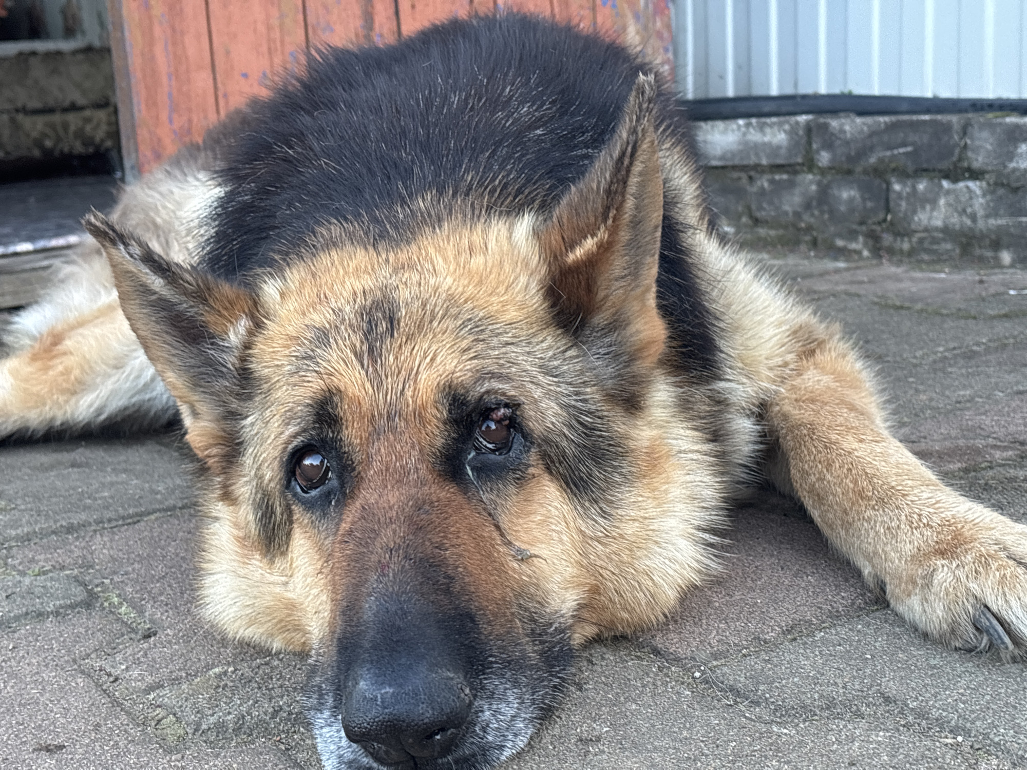 A German Shepherd dog is lying down on a paved surface outdoors. The dog is predominantly brown and black with some lighter fur around its muzzle and ears. Its eyes are dark and appear to be looking forward. The dog's body is positioned horizontally across the frame, with its head resting on the ground. In the background, there is a wooden structure with vertical planks, a brick wall, and a metal siding structure. The ground is paved with grey interlocking stones. The overall lighting suggests it is daytime.