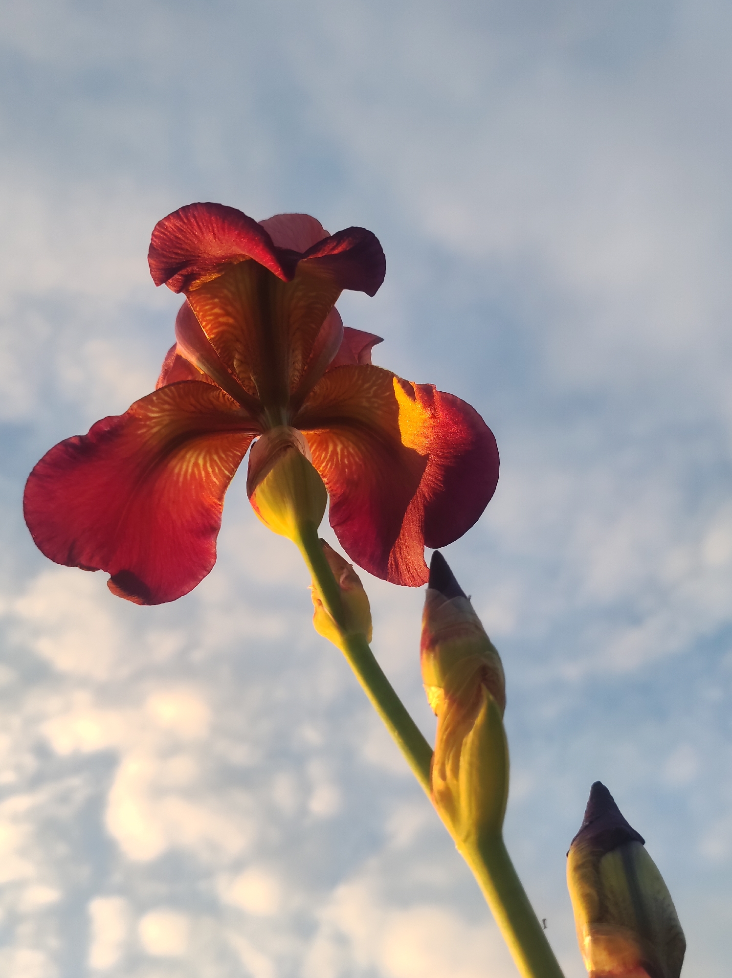 An upward-angled, backlit photograph captured in Фоки, Russia, features an open iris flower and its developing buds against a partially cloudy sky. The primary subject, an iris blossom, occupies the upper-left and central portions of the frame. Its petals display a deep reddish-brown to burgundy hue, with the inner and underside surfaces revealing prominent venation and a warm, golden-orange luminescence from the backlighting. A robust green stem descends from the open flower, extending towards the lower-right quadrant. Along this stem, multiple tightly closed flower buds are visible, presenting a yellow-green coloration with darker, purplish tips. The background consists of a pale blue sky dotted with scattered white, semi-translucent clouds, indicating either early morning or late afternoon lighting conditions. No human figures or overt human activity are present.