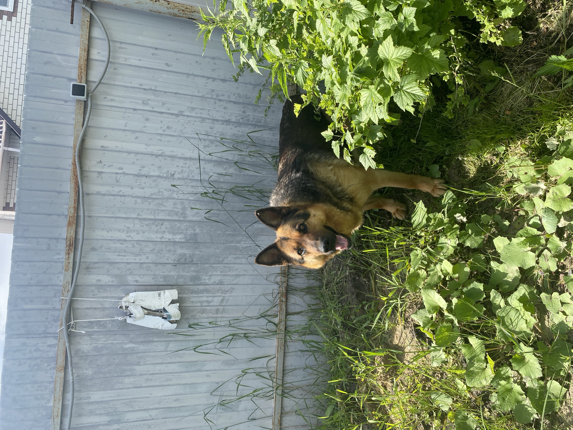 An outdoor scene features a German Shepherd dog lying on green grass and dirt in front of a corrugated metal fence. The dog, predominantly black and tan, is looking directly at the camera with its mouth slightly open, appearing alert and content or perhaps panting in the sun. Its front paws are visible on the ground.
To the right of the dog, lush green bushes, possibly raspberry plants, are abundant, creating a dense foliage. The ground around the dog is a mix of grass and other leafy plants.
The background is dominated by a light grey corrugated metal fence. A rusty metal support post runs vertically along the fence. A grey flexible conduit or cable protector is attached to this post. Near the top left of the fence, a small, square black box, possibly a sensor or camera, is mounted on the metal post. Further down and to the left on the fence, a crumpled white object, resembling discarded packaging or insulation, is tied to the fence with white string. In the far background, on the left, a portion of a building with light-colored brick siding is visible.
The scene is well-lit by bright natural sunlight, indicating a clear, sunny day. The setting suggests a backyard or garden area in a rural or semi-rural environment, consistent with a location like Tyumen, Russia. There is no visible text in the image.
