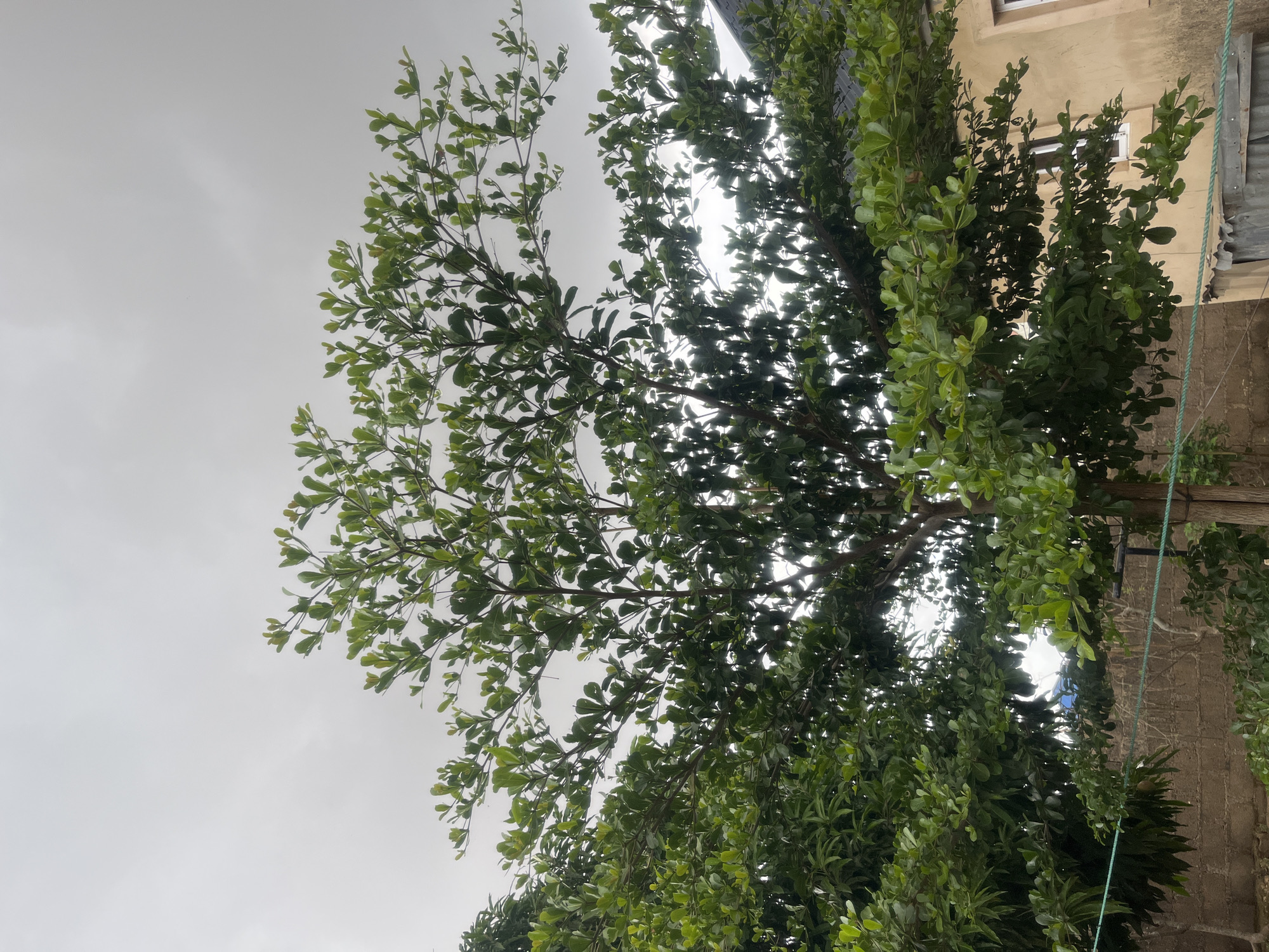 A medium shot captures an outdoor scene in Gura Top, Nigeria, featuring a large, mature tree with abundant green leaves. The tree's branches extend across the frame, obscuring much of the sky, which is overcast with gray clouds. To the right of the tree, a two-story building with a light yellow facade is partially visible, featuring a dark roof and a white-framed window. In the foreground, a brick wall runs horizontally, and a green rope is strung between two posts, one of which is the tree trunk. The overall impression is of a slightly humid, overcast day, likely during the rainy season.