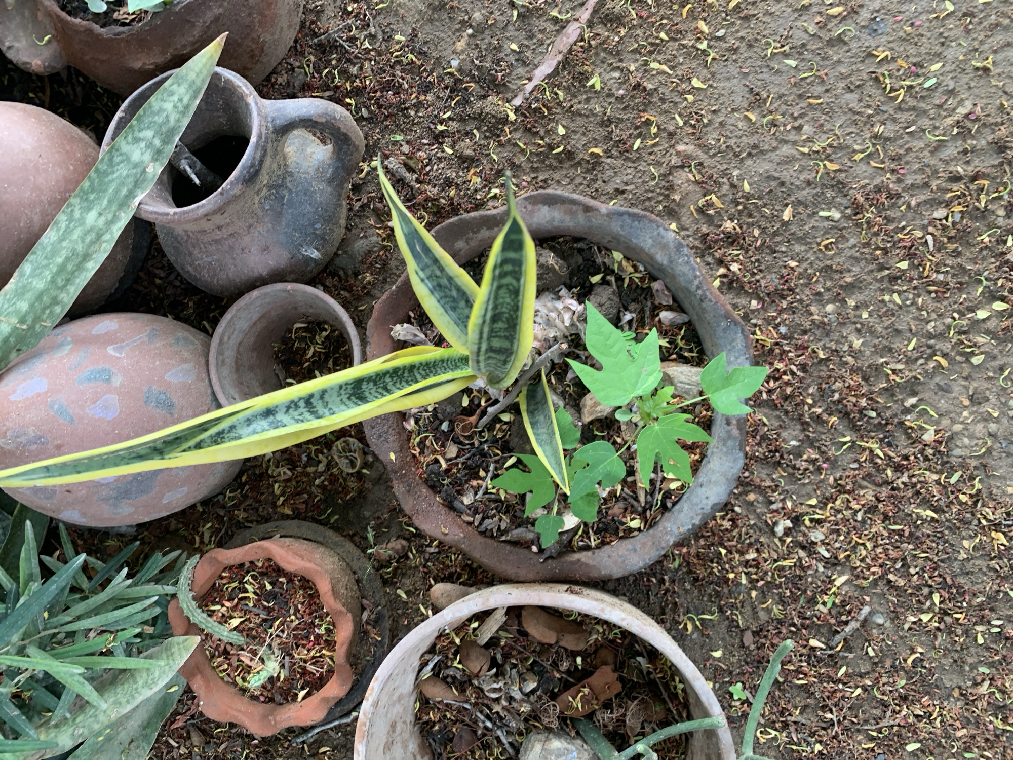 This image captures a ground-level view of several potted plants in what appears to be an outdoor garden or patio area in La Tagua, Venezuela.
The central focus is a variegated snake plant (Sansevieria trifasciata 'Laurentii') with distinctive sword-shaped, stiff green leaves edged in yellow, growing in a weathered, round clay pot. Adjacent to it, within the same pot, is a smaller plant with bright green, deeply lobed or palmate leaves, possibly a young papaya seedling.
Surrounding this central arrangement are various other terracotta or clay pots of different sizes and shapes. To the left, a large, rounded, reddish-brown pot is partially visible, with a long, mottled green leaf, possibly another variety of snake plant, leaning across it. Above this, a small, dark, handle-equipped jug-like pot is visible, containing some dark material and a stick. Another small, empty, terracotta pot sits near the jug. In the lower left corner, part of a pot containing plants with narrow, succulent-like leaves is visible. A light-colored, shallow pot with a rough rim is in the lower right, also containing dried organic matter.
The ground surrounding the pots is covered in a mixture of reddish-brown dried leaves, small yellow-green seed-like fragments, and dirt, suggesting a natural and somewhat untended environment. No human activity is depicted in the frame.
The lighting indicates daytime, with natural light illuminating the scene. There is no visible text. The arrangement conveys a rustic, informal garden aesthetic.