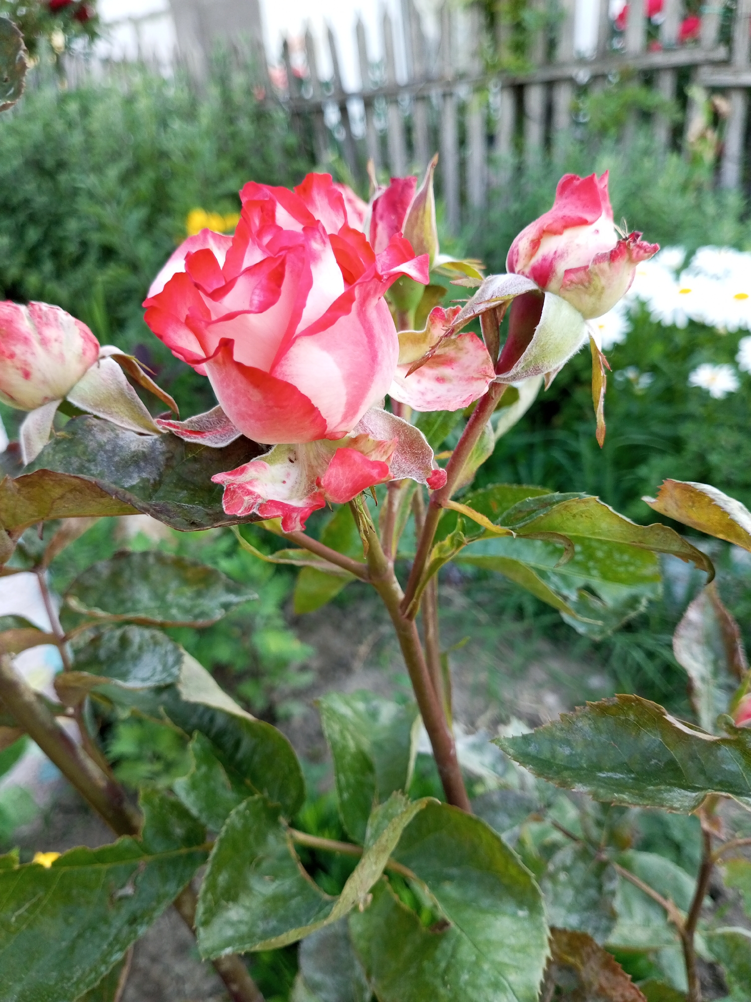 This media file depicts a close-up view of a rose bush in a garden setting. The primary subjects are several roses in various stages of bloom, characterized by their pink and white petals with red edges. One prominent rose in the foreground is fully open, showcasing its intricate petal structure. Other buds and partially opened blooms are also visible, suggesting a continuous flowering period.
The scene is an outdoor garden with lush green foliage and a blurred background that includes a wooden fence and white flowers, possibly daisies, indicating a sunny day. The lighting suggests it is daytime, likely late morning or afternoon, with natural sunlight illuminating the roses. The leaves of the rose bush are visible, some appearing slightly wet, hinting at recent watering or dew. There are also signs of natural wear on some petals and leaves, such as browning edges and a dusty appearance, which is common for outdoor plants.
The overall mood is serene and natural, capturing the beauty of the flowers in their environment. There are no people or specific activities taking place; the focus is solely on the botanical subject and its surroundings. The location context provided is Ароматновское сельское поселение, Ukraine. There is no visible text in the image.