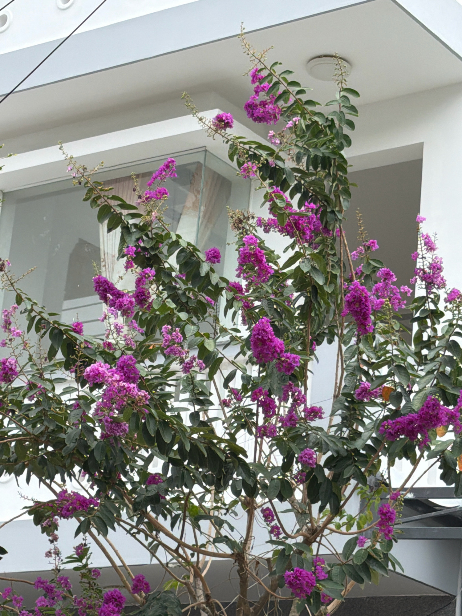In Nha Trang, Vietnam, a flowering tree with vibrant purple blossoms and dark green leaves is in full bloom, reaching up towards a modern white building. The building features clean lines and a glass-fronted section, suggesting a commercial or residential structure. The sky above is overcast, casting a soft, diffused light on the scene. The tree is the central focus, its branches laden with clusters of small, delicate flowers. The background reveals the architectural elements of the building, including a white overhang and the edge of a window. No people are visible in the image.