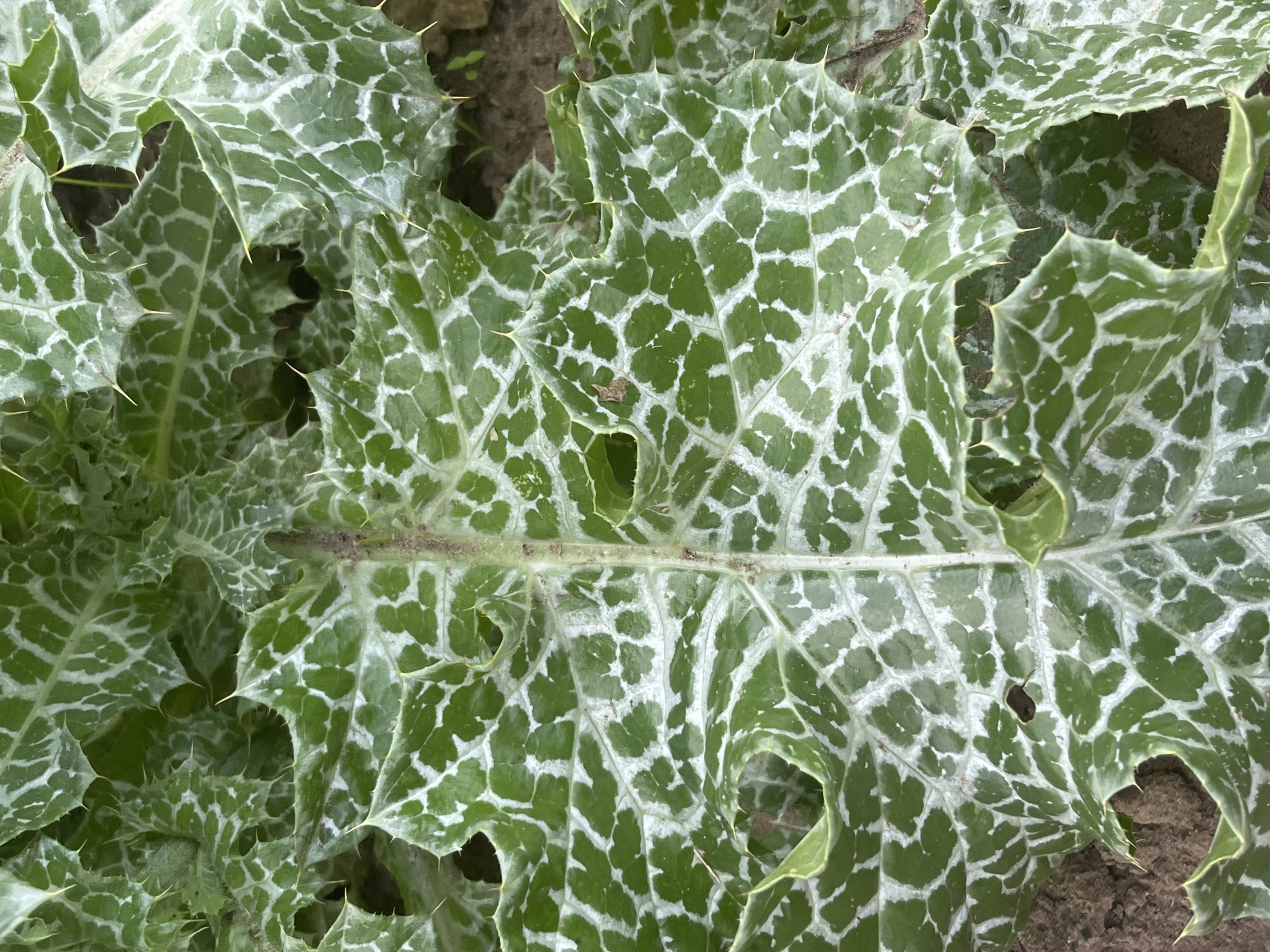 A close-up, overhead shot showcases the distinct pattern of a Milk Thistle plant's leaves. The large, green leaves exhibit a prominent network of white, intricate vein-like markings, creating a marbled or reticulated appearance. The edges of the leaves are sharply toothed, adorned with spiny protrusions. The plant is situated outdoors, with glimpses of dark soil visible between the foliage, suggesting it is growing in a garden or natural environment. The scene is devoid of human presence or any discernible activity. The image is clear and focused, highlighting the detailed textures and patterns of the plant's leaves.