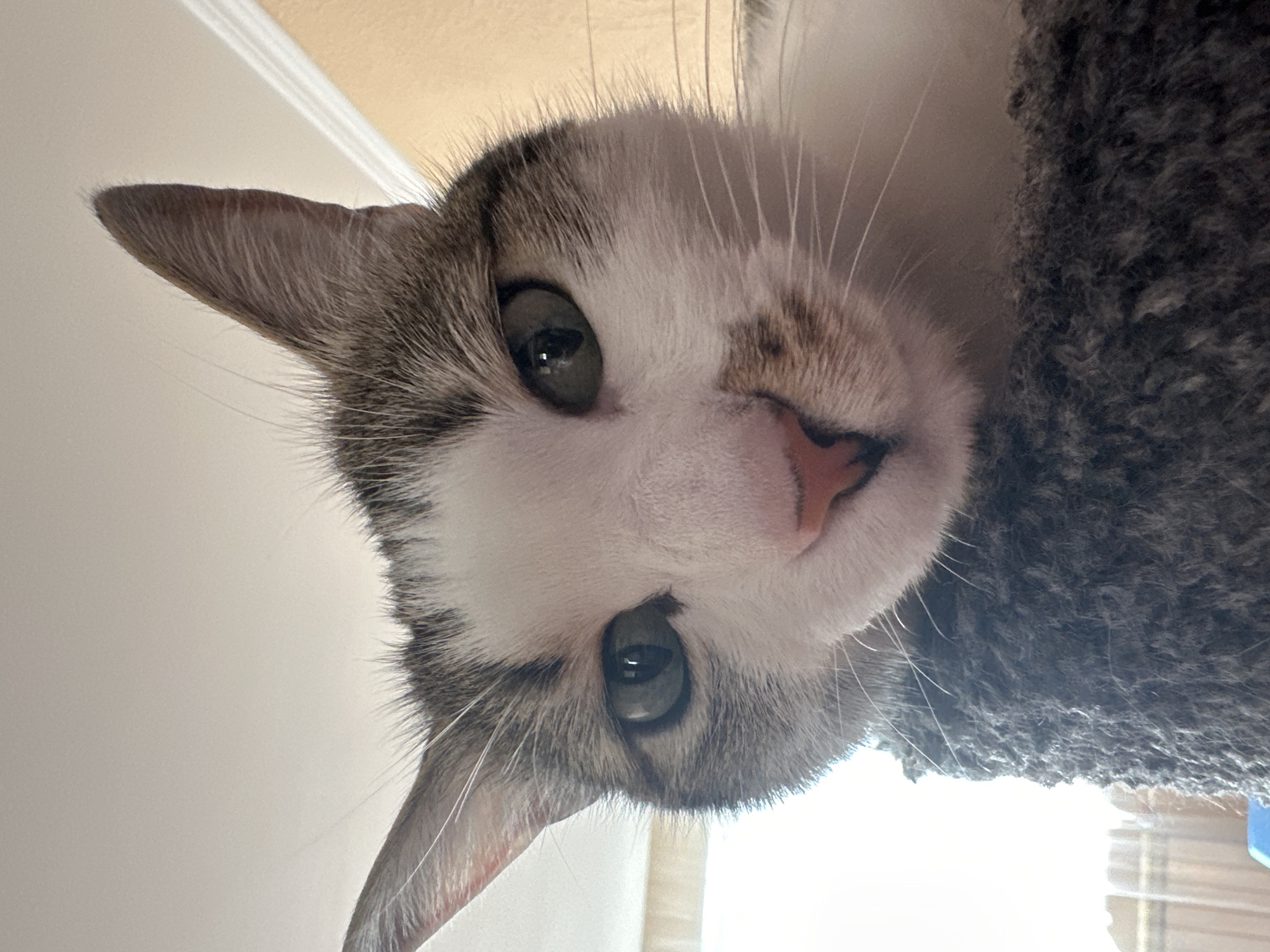 A cat with white and grey fur is looking down at the camera. The cat has a pink nose and grey eyes. The cat is next to a grey, fuzzy object. The background is a white wall and a window. There is no information to support the location of this photo as being in Krasnoyarsk, Russia.
