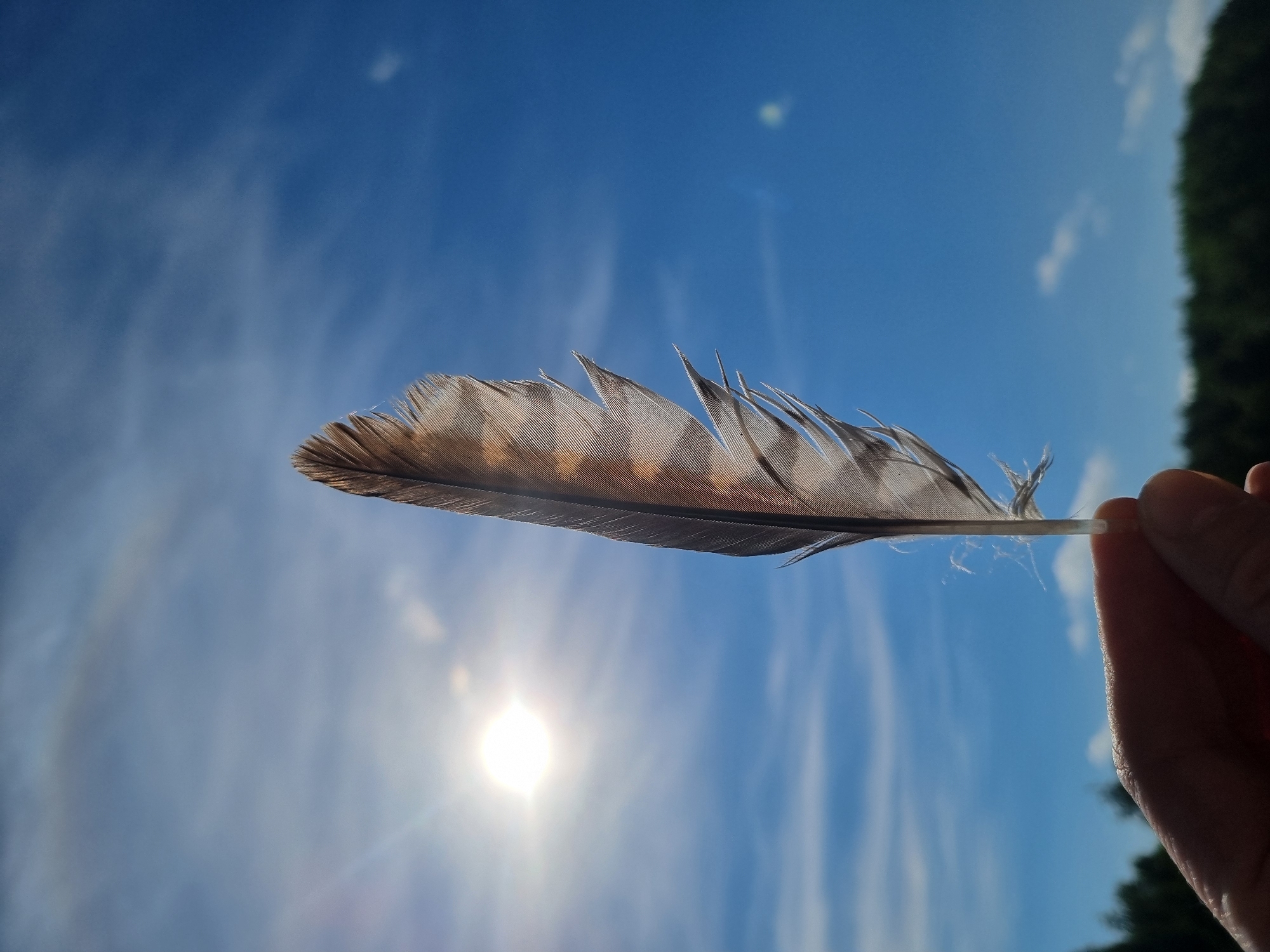 A hand holds a feather against a blue sky with streaky clouds. The feather is predominantly brown and white with a delicate, patterned texture. The sun is visible in the background, shining brightly. A dark green tree line is visible on the right edge of the image. The location cannot be determined from the given information and is not likely to be Kemul, Russia.