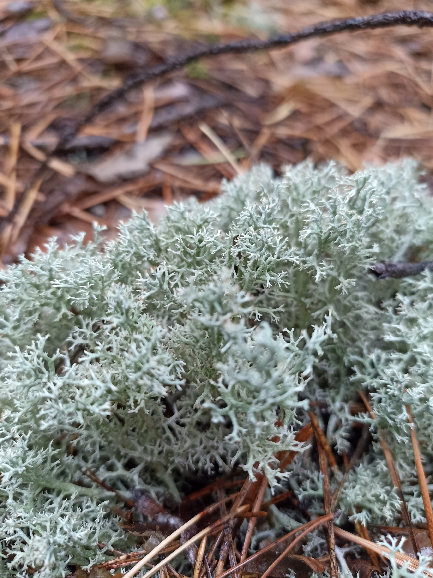 The image shows a close-up of pale green lichen growing amongst dry pine needles and twigs on the forest floor. The background is blurred, showing more pine needles and a dark, thin branch. The scene is outdoors in a natural environment, likely a forest or wooded area. The city of Fakel Revolyutsii, Russia is not discernible in this image. There are no people or animals visible. The lighting is muted, suggesting an overcast day or shade.