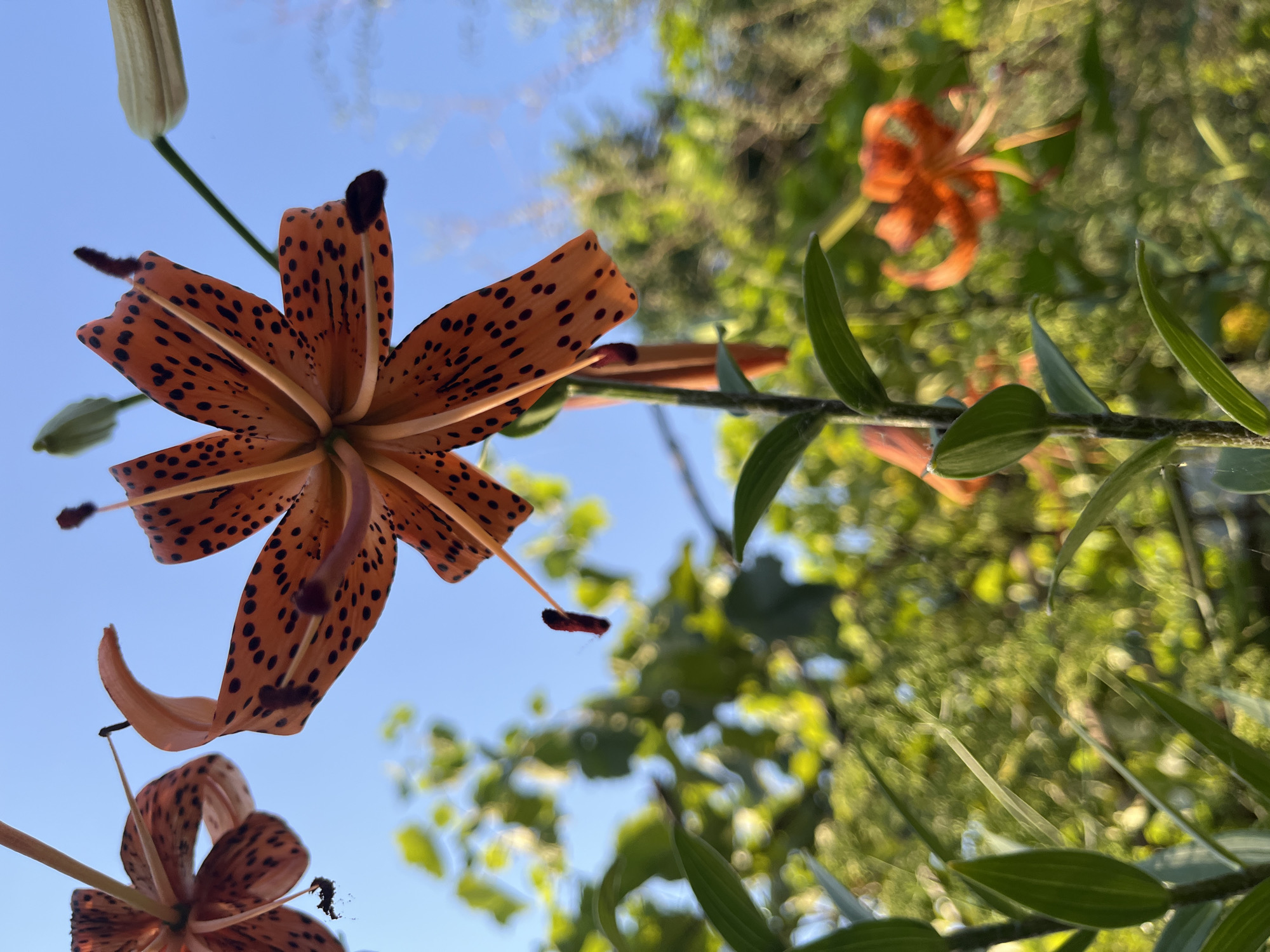 A close-up, low-angle shot shows an orange lily with black spots, its petals unfurled against a clear blue sky. The lily's stamens hang down, with dark, pollen-covered tips. Another lily, also spotted orange, is visible in the background, out of focus. The foliage of the plant, with long, narrow green leaves, is also present in the foreground and background, creating a lush, natural setting. The overall impression is one of vibrant life and natural beauty. The lighting suggests it is daytime, with the sun illuminating the flowers and leaves. There are no people or text visible in the image. The setting appears to be a garden or natural outdoor space.