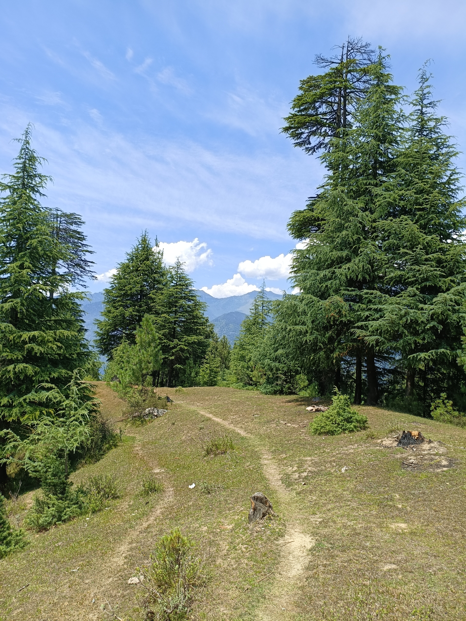 The image depicts a serene, outdoor scene with a focus on a landscape dominated by tall, mature cedar trees. The trees are lush green with a characteristic pyramidal shape. A dirt path meanders through a grassy, slightly undulating terrain in the foreground. The ground is covered with a mix of dry grass and sparse vegetation. Several tree stumps are visible, one notably charred. In the background, a range of mountains stretches across the horizon under a bright blue sky dotted with wispy white clouds. The overall impression is one of natural beauty and tranquility, likely a rural or mountainous area. No people are present in the image. The location is specified as Chhaki, India.