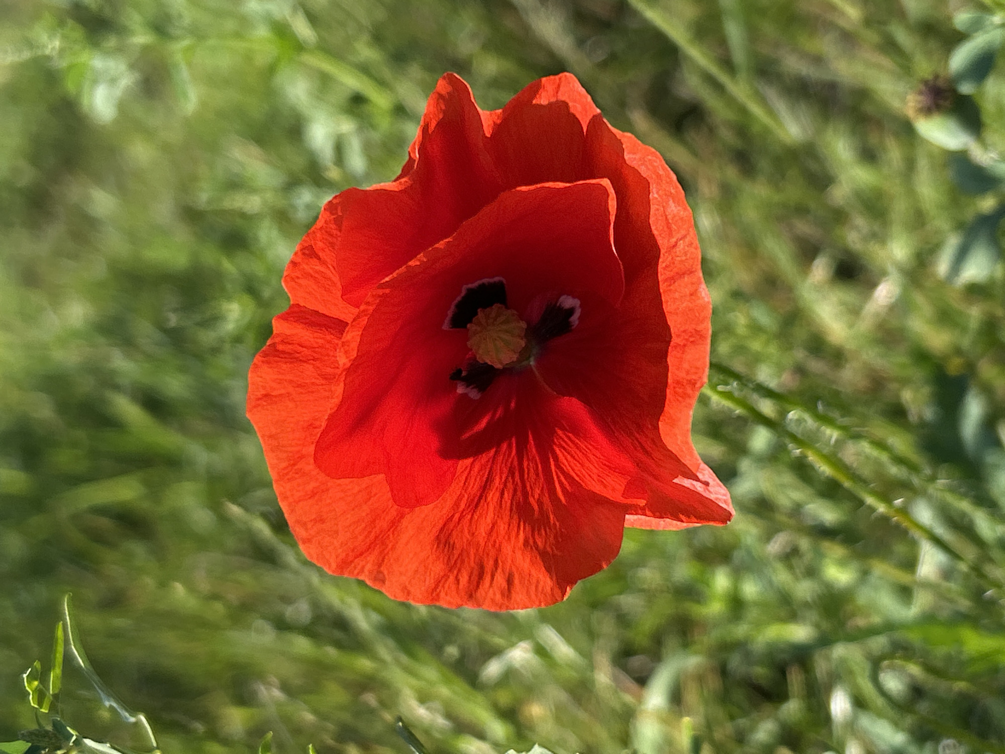 A close-up, eye-level shot focuses on a vibrant red poppy flower in a field of green grass. The poppy, with its delicate, slightly crinkled petals, is positioned slightly off-center to the right, its dark center visible. The background is a soft blur of green foliage, suggesting an outdoor, natural setting. The lighting indicates it is daytime, with sunlight illuminating the poppy. There are no people or man-made structures visible in the frame. The overall impression is of a single, striking flower captured in a peaceful, natural environment, possibly in the rural area of Bałdowo, Poland, known for its open fields.