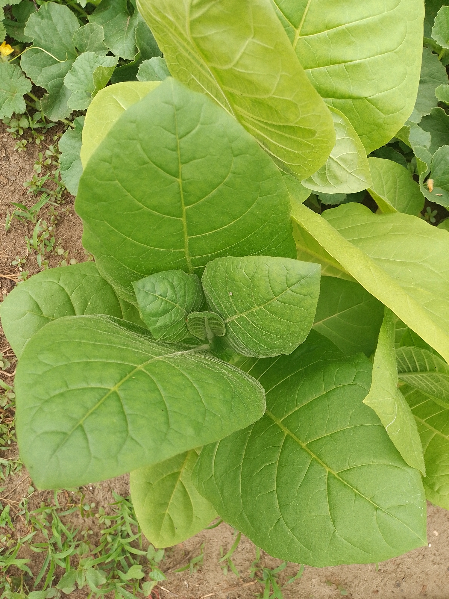 A close-up, overhead shot focuses on the vibrant green leaves of a tobacco plant, which is growing in the soil of Solonytsivka, Ukraine. The leaves are large, ovate, and exhibit a network of prominent veins. Some of the leaves are broad and flat, while others curl upwards, creating layers and depth. The texture of the leaves appears slightly fuzzy, particularly along the edges and veins. The soil beneath the plant is visible, a mix of brown earth and sparse green grass. In the background, out of focus, are more green leaves of other plants, possibly related to the tobacco plant or other flora in the area. A hint of a small yellow flower can be seen in the upper left quadrant, suggesting the plant is in its growth or flowering stage. The lighting suggests it is daytime, with natural light illuminating the scene. There are no people or animals present in the image.
