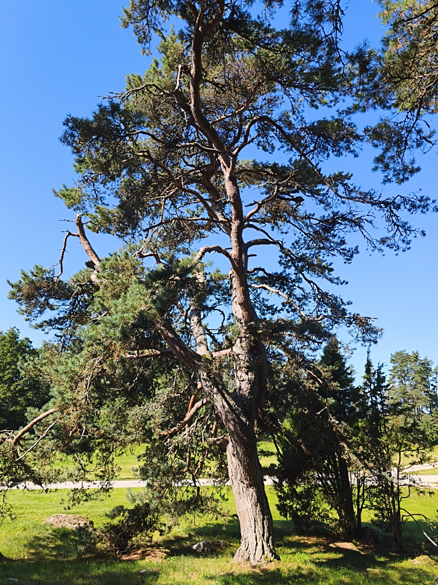 A tall, mature pine tree with a gnarled trunk and sprawling branches dominates the foreground of this image, which is set against a clear, bright blue sky. The tree's needles are a vibrant green, and its branches twist and turn, casting shadows on the grassy ground below. To the left and background, other trees and vegetation are visible, including a dense cluster of evergreens. A paved path runs through the grassy area in the mid-ground. The scene appears to be a park or natural area. The location is identified as Pedase, Estonia. There are no people or animals visible in the image.