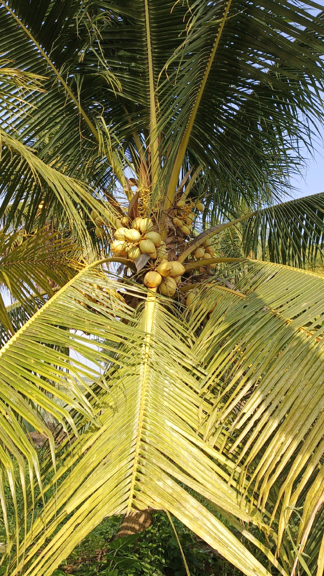 In Cintaratu, Indonesia, a close-up, eye-level shot captures the bounty of a coconut palm. Clusters of ripe, yellow coconuts hang in abundance amidst the lush, green fronds. The leaves, tinged with yellow in the sunlight, fan out, creating a natural canopy. The background hints at a tropical landscape with a clear blue sky peeking through. The scene is still and serene, showcasing the natural beauty of the region.