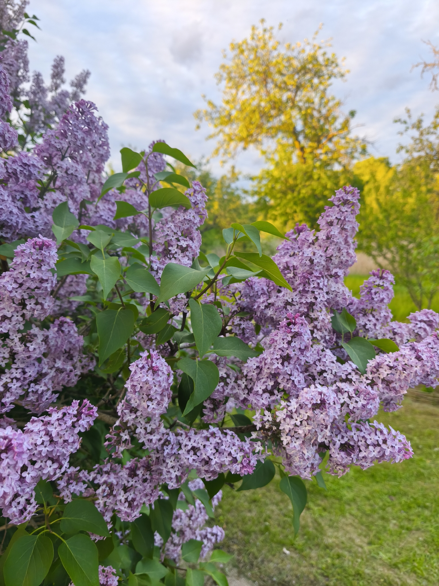 The image depicts a vibrant lilac bush in full bloom, exhibiting clusters of light purple flowers and green leaves. The background features a blurred landscape of green grass and trees, including a tree with yellow foliage. The sky is partially visible with a mix of blue and clouds. The location is Парэчча, Belarus.