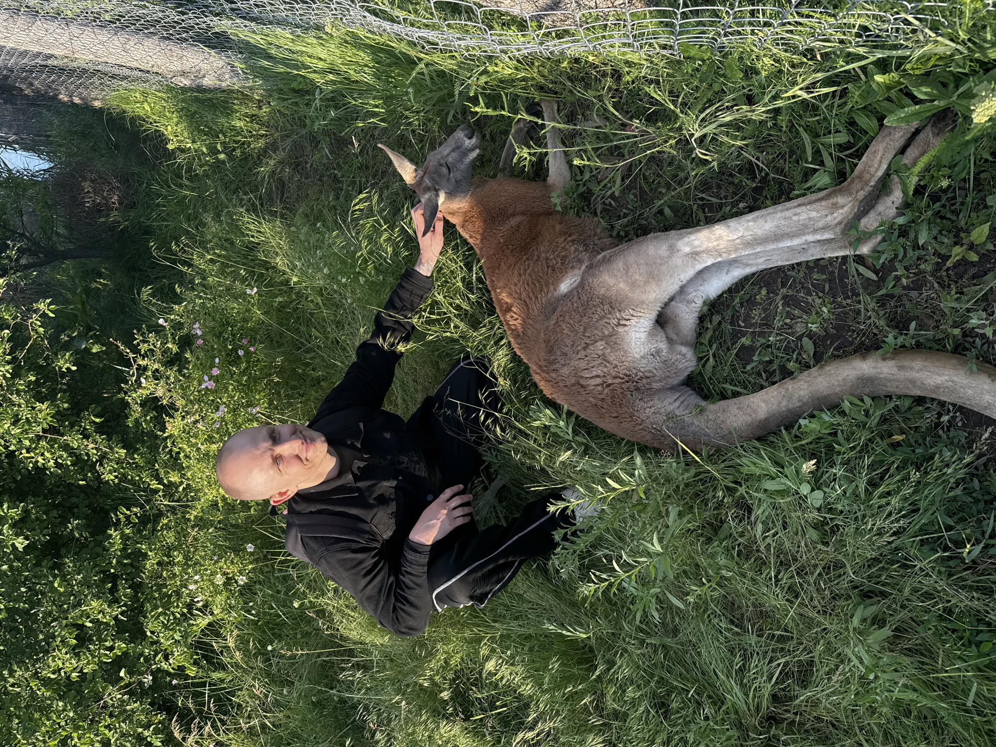 This overhead shot depicts a bald man gently interacting with a kangaroo in a grassy outdoor setting. The man, wearing a black long-sleeved top and black athletic pants with white stripes, is seated on the ground. He extends his right hand to pet the head or neck of a large kangaroo, which is lying relaxed on its side in the lush green grass. The kangaroo features reddish-brown fur on its upper body and lighter grey fur on its belly and legs, characteristic of a red kangaroo.
The scene is illuminated by warm, soft sunlight, suggesting either late afternoon or early evening. The lighting casts subtle shadows and highlights the vibrant green foliage, which consists of tall grass and various smaller plants. A chain-link fence is visible in the upper background, indicating an enclosed area, such as a zoo, animal sanctuary, or private collection. The interaction appears peaceful and tender, with the man showing a calm demeanor and the kangaroo seemingly at ease and comfortable with the petting. No visible text is present in the image. This event takes place in Shakhty, Russia.